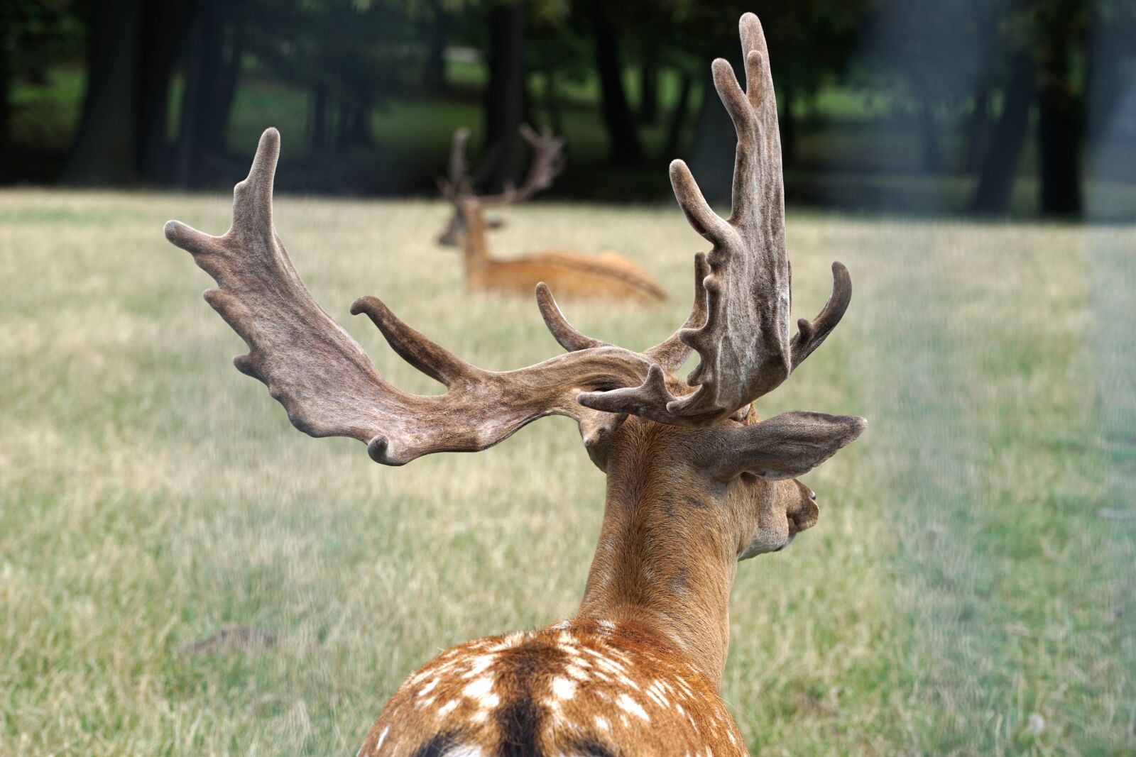 Sony a7 II sample photo. Fallow deer, wild, antler photography