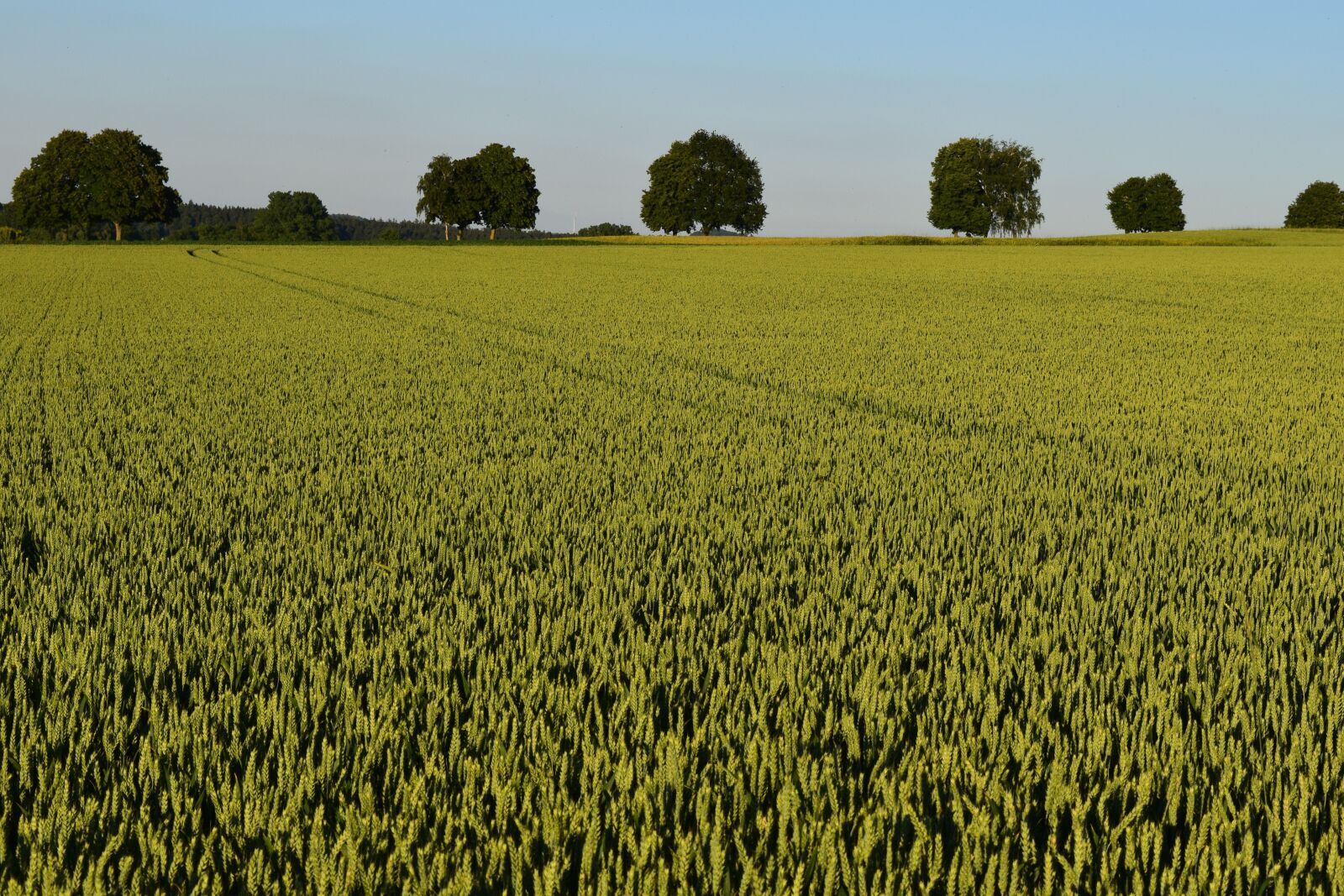 Nikon D3300 sample photo. Agriculture, cornfield, summer photography