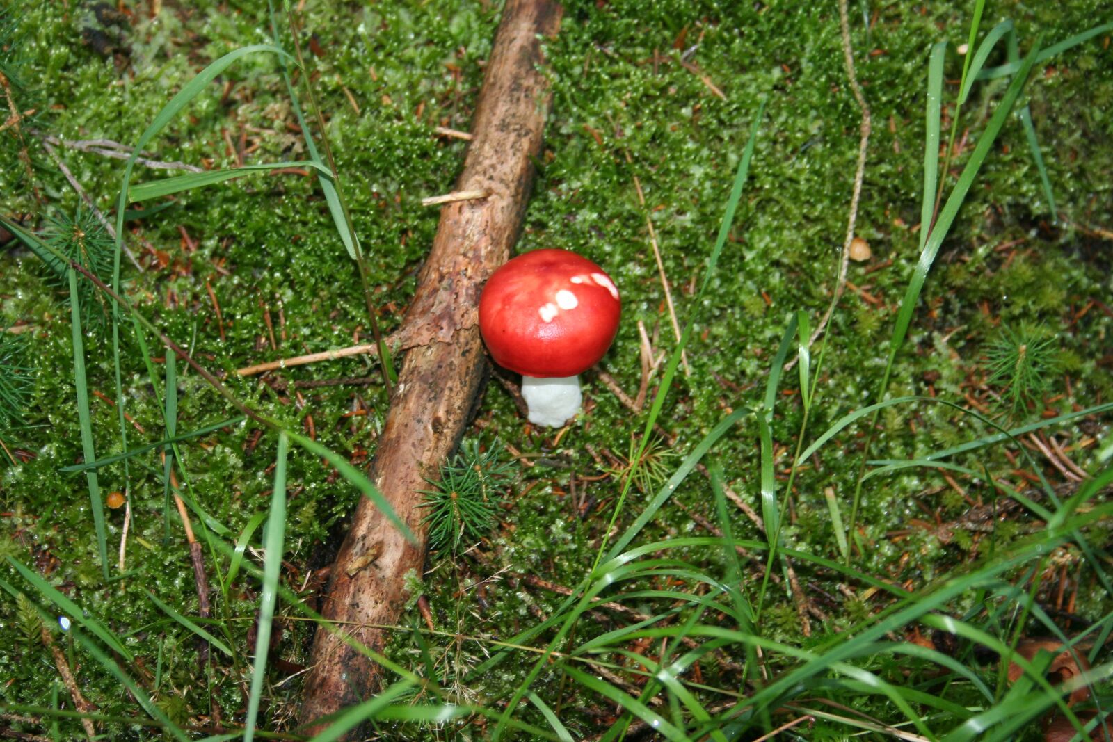 Canon EOS 350D (EOS Digital Rebel XT / EOS Kiss Digital N) sample photo. Fungus, red, forest photography
