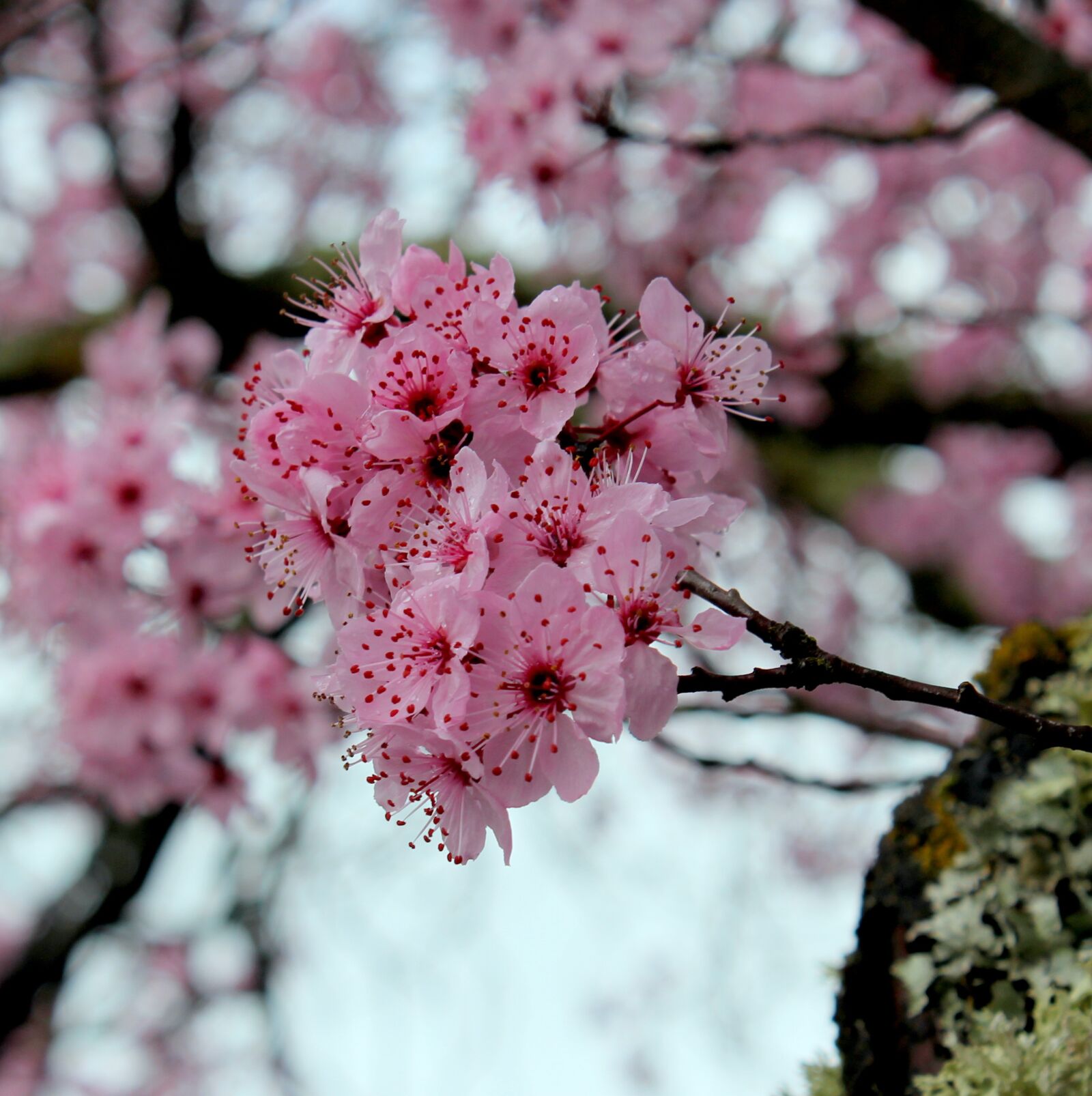 Canon EOS 550D (EOS Rebel T2i / EOS Kiss X4) sample photo. Cherry, flower, branch photography
