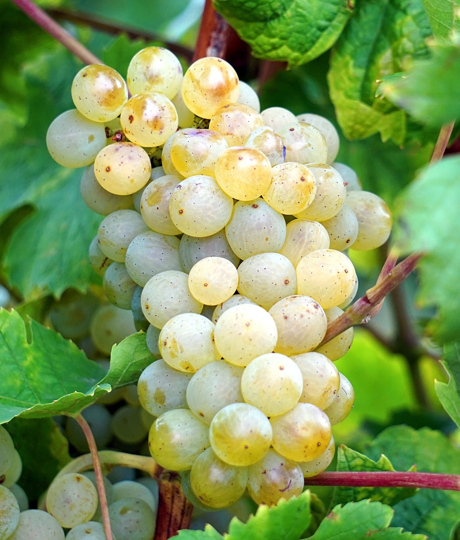 Sony Alpha a5000 (ILCE 5000) + Sony E 55-210mm F4.5-6.3 OSS sample photo. Grapes, vines, grapevine photography