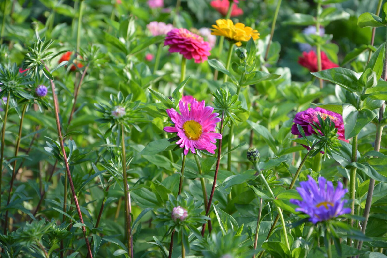 Nikon D5200 sample photo. Flowers, country, decoration photography