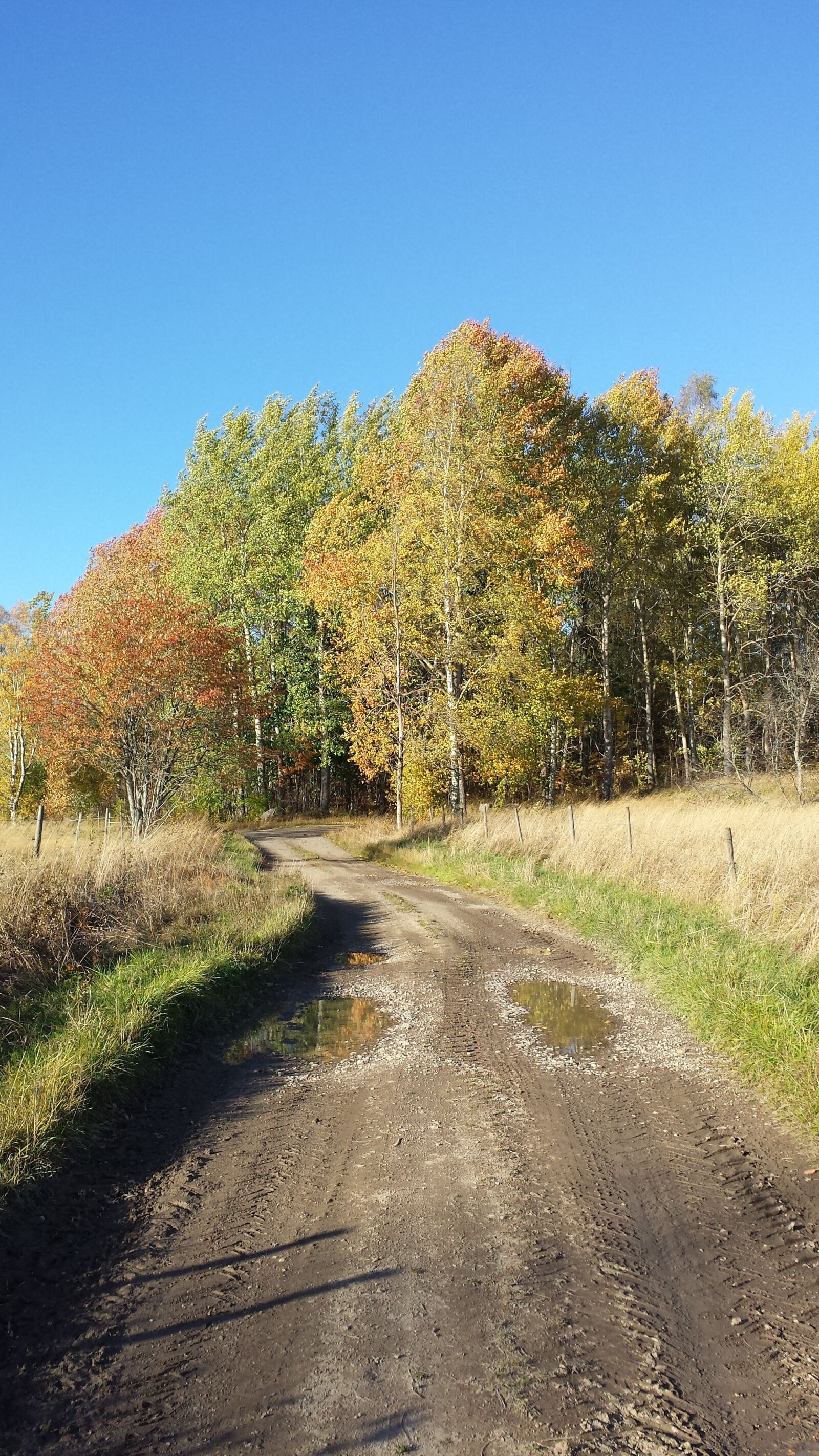 Samsung Galaxy S4 sample photo. Autumn, time of year photography