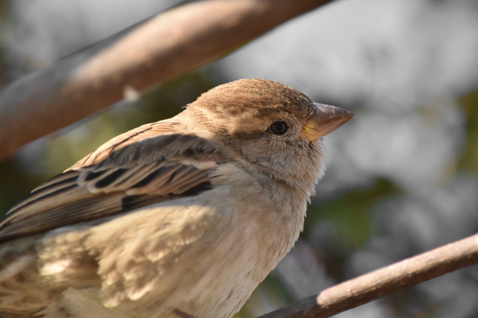 Nikon D5500 sample photo. Beak, eye, head, sparrow photography