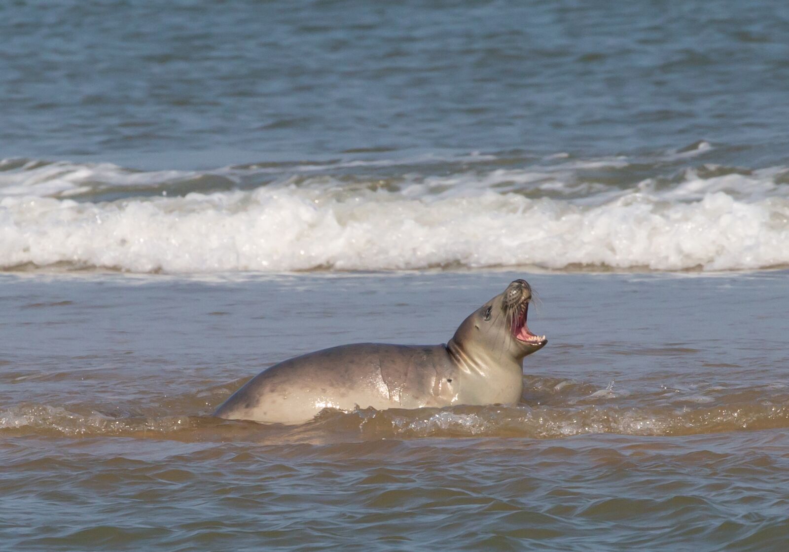 Canon EOS 5D Mark III + Canon EF 100-400mm F4.5-5.6L IS II USM sample photo. Harbor seal, seal, animal photography