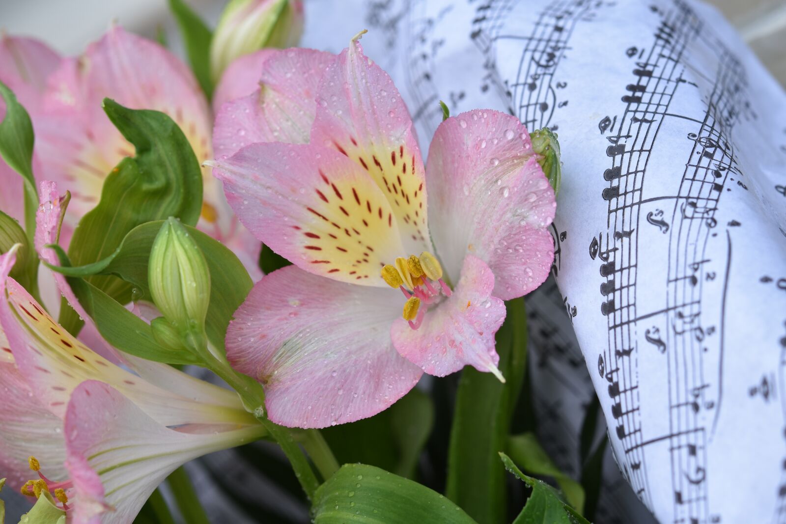 Nikon D5600 sample photo. Flower, fleur de lis photography