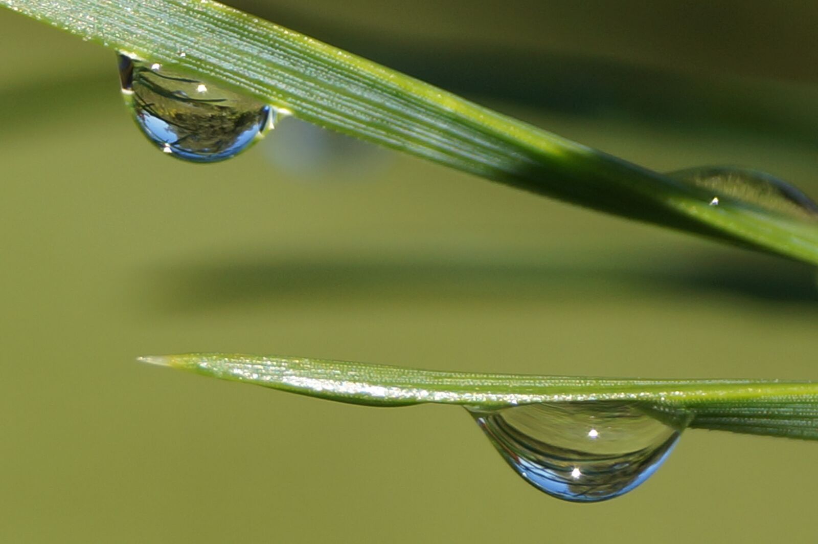 Sony SLT-A57 sample photo. Droplets, reflection, macro photography