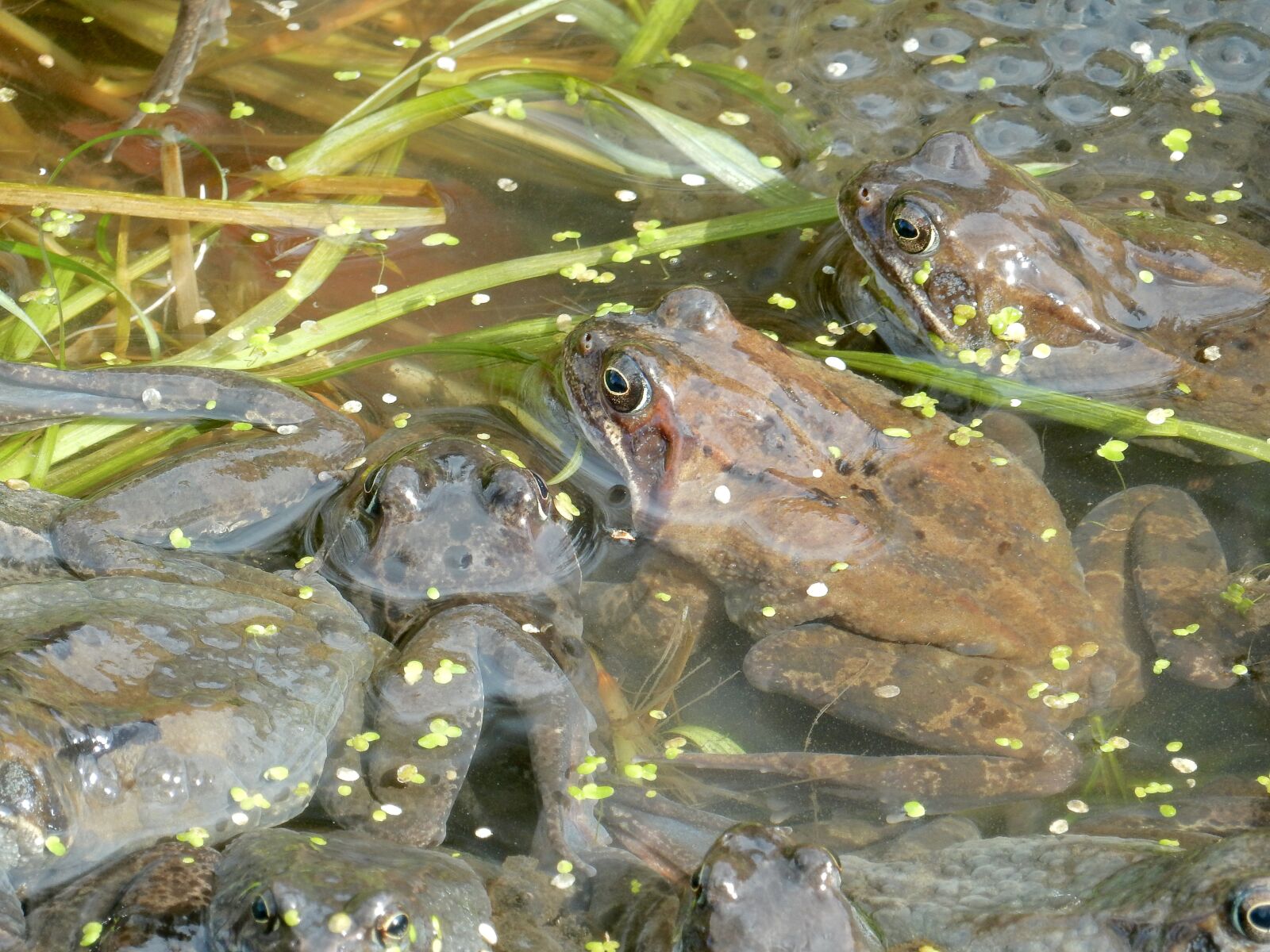 Nikon Coolpix S9900 sample photo. Frogs, spawn, frog photography