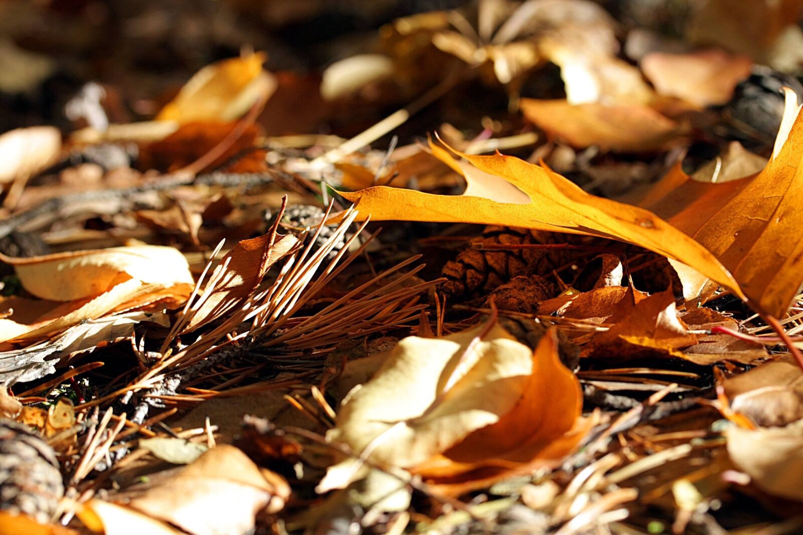 Canon EOS 40D sample photo. Nature, autumn, pine needles photography