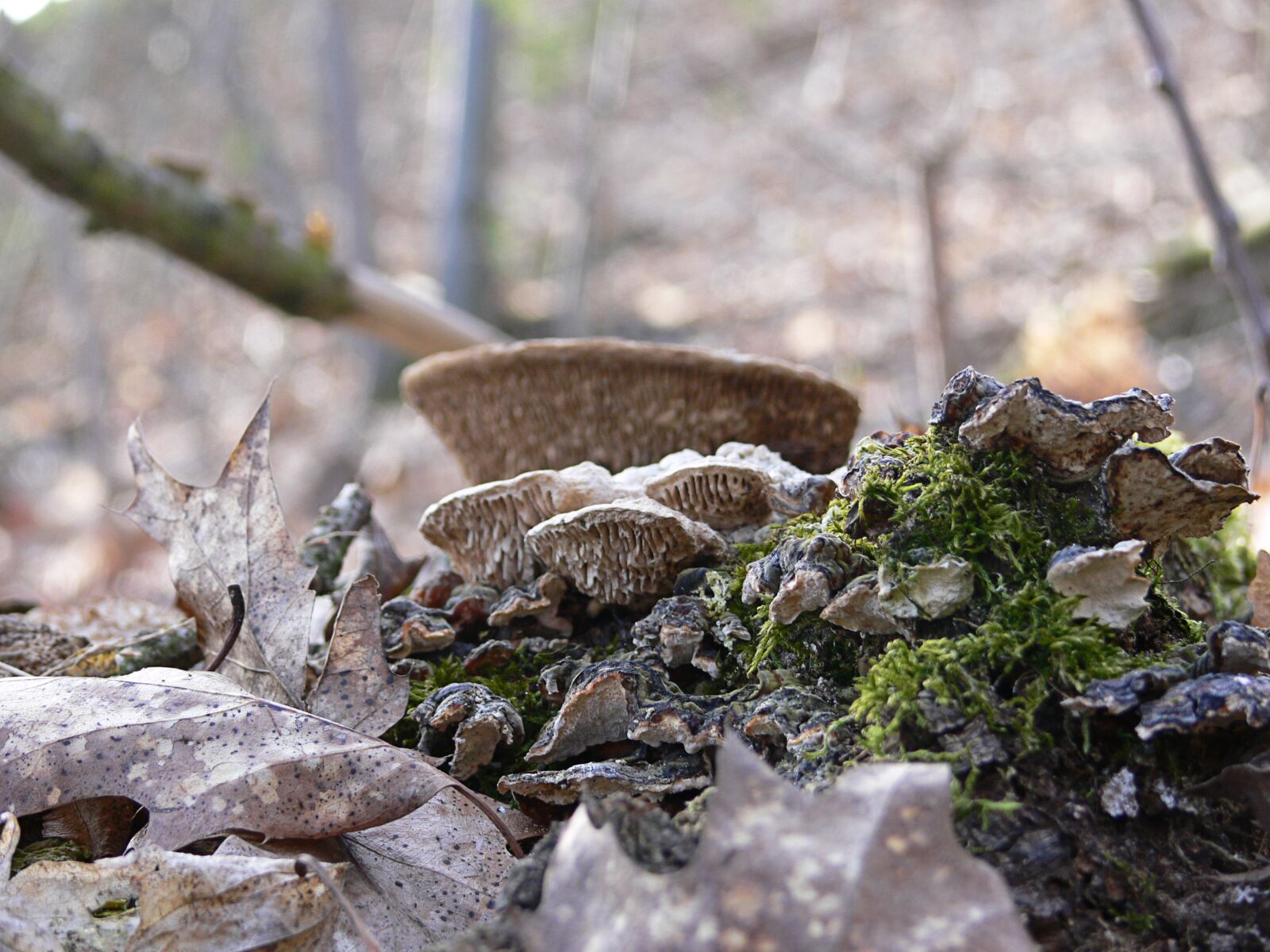 Panasonic DMC-FZ30 sample photo. Mushroom, forest, autumn photography