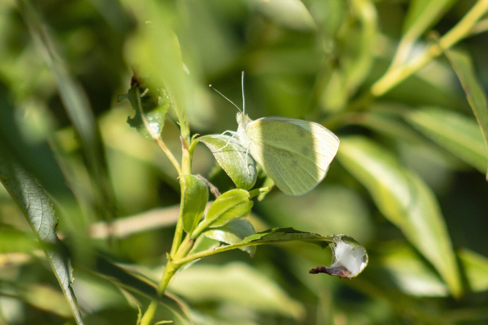 Canon EF75-300mm f/4-5.6 sample photo. Butterfly, insect, macro photography