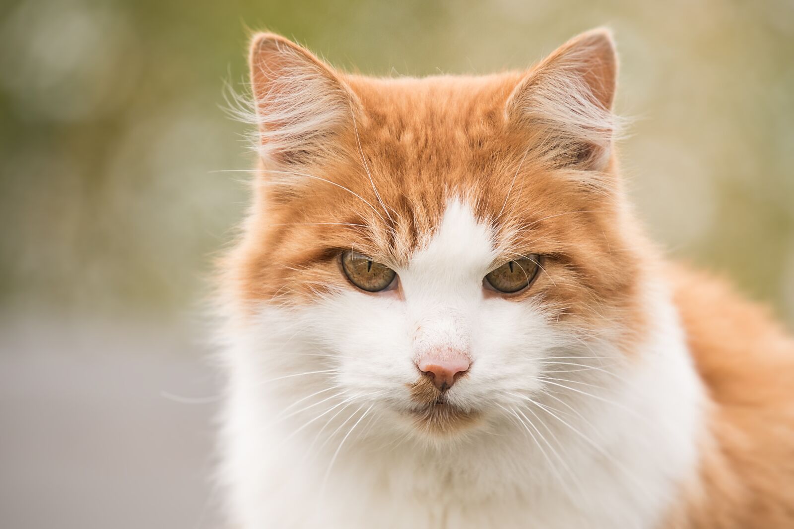 Nikon D750 sample photo. Cat, eyes, animal photography