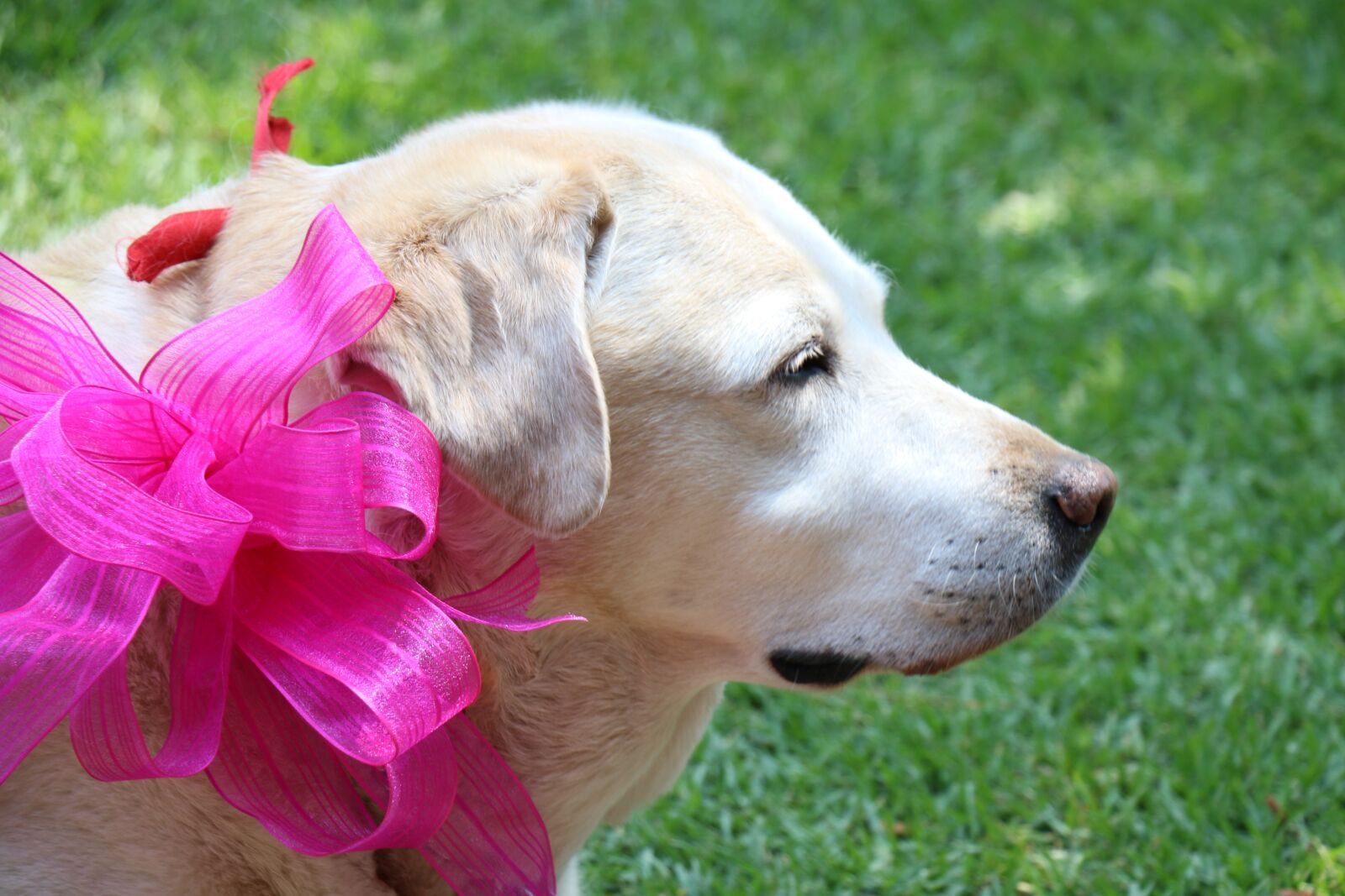 Canon EOS 70D sample photo. Dog, green, life photography