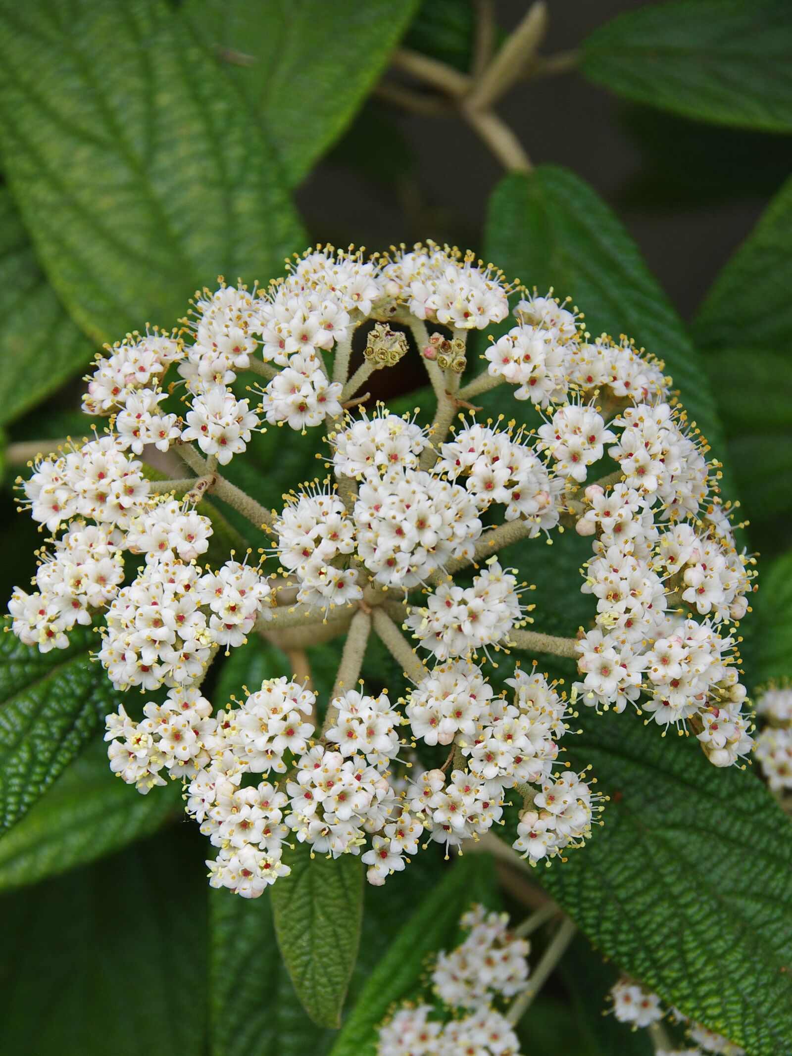 Pentax K-5 sample photo. Viburnum, high bush cottony photography