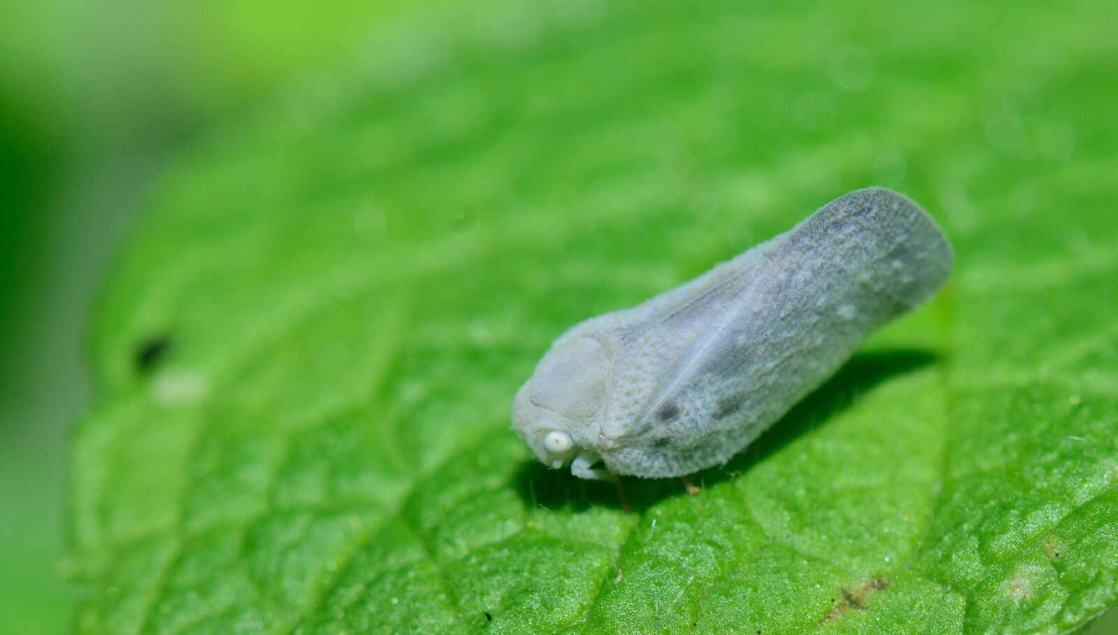 Nikon D5300 sample photo. Insect, strange insect, macro photography
