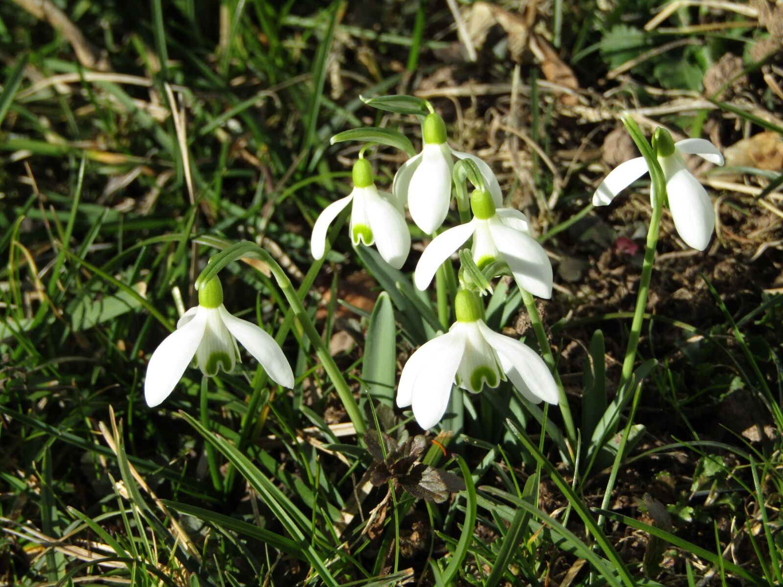 Canon POWERSHOT SX432 IS sample photo. Snowdrop, white, flowers photography
