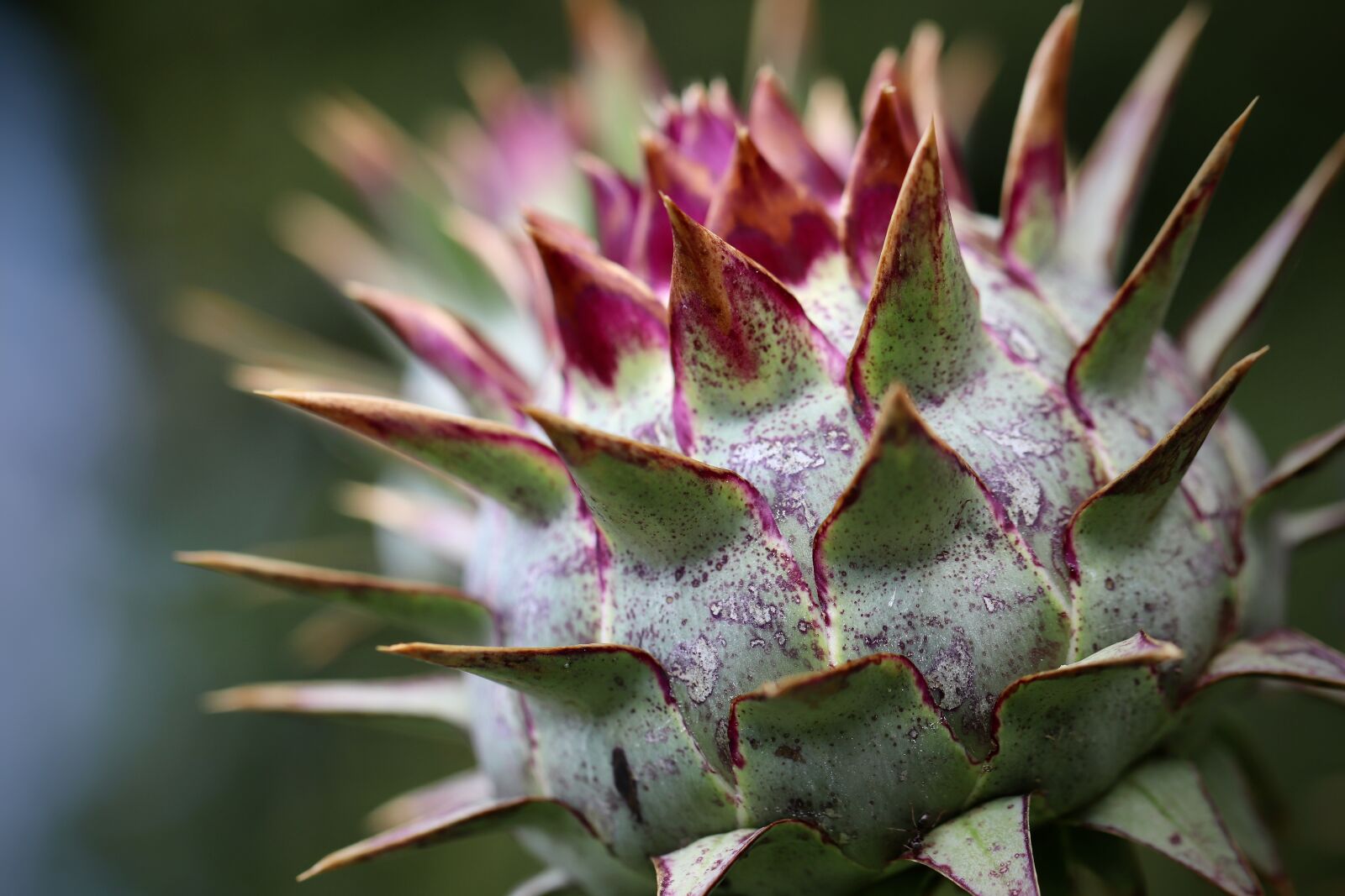 Canon EOS 800D (EOS Rebel T7i / EOS Kiss X9i) sample photo. Artichoke, bud, prickly photography