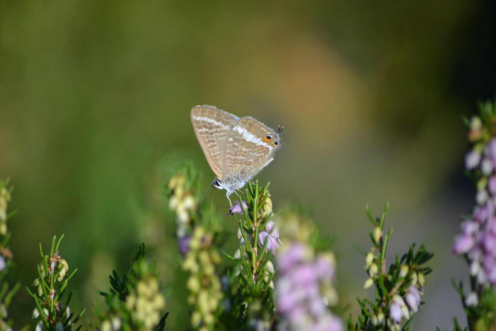 Nikon D3100 sample photo. Butterfly, flower, nature photography