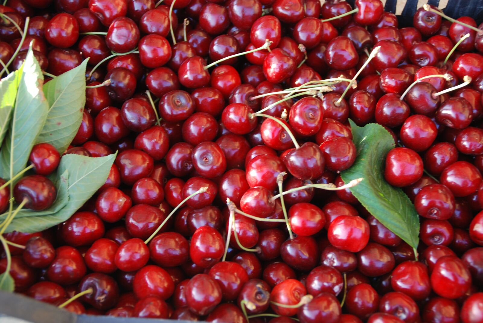 Nikon D80 sample photo. Cherry, fruit, mature photography