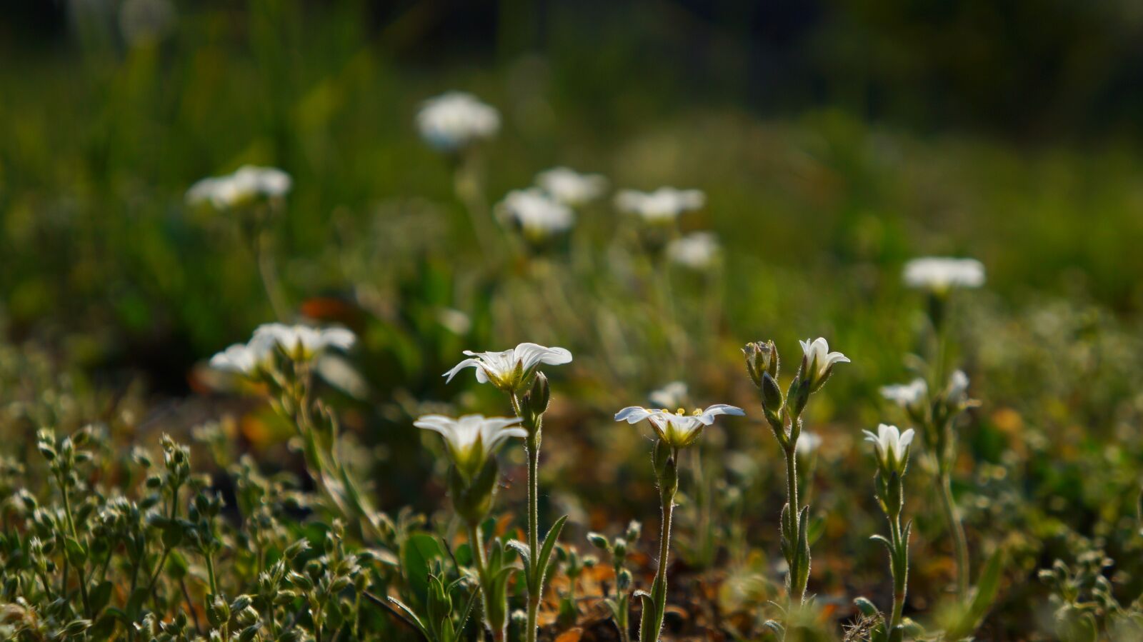 Sony Alpha a3000 + Sony E 18-55mm F3.5-5.6 OSS sample photo. Nature, plants, meadow photography