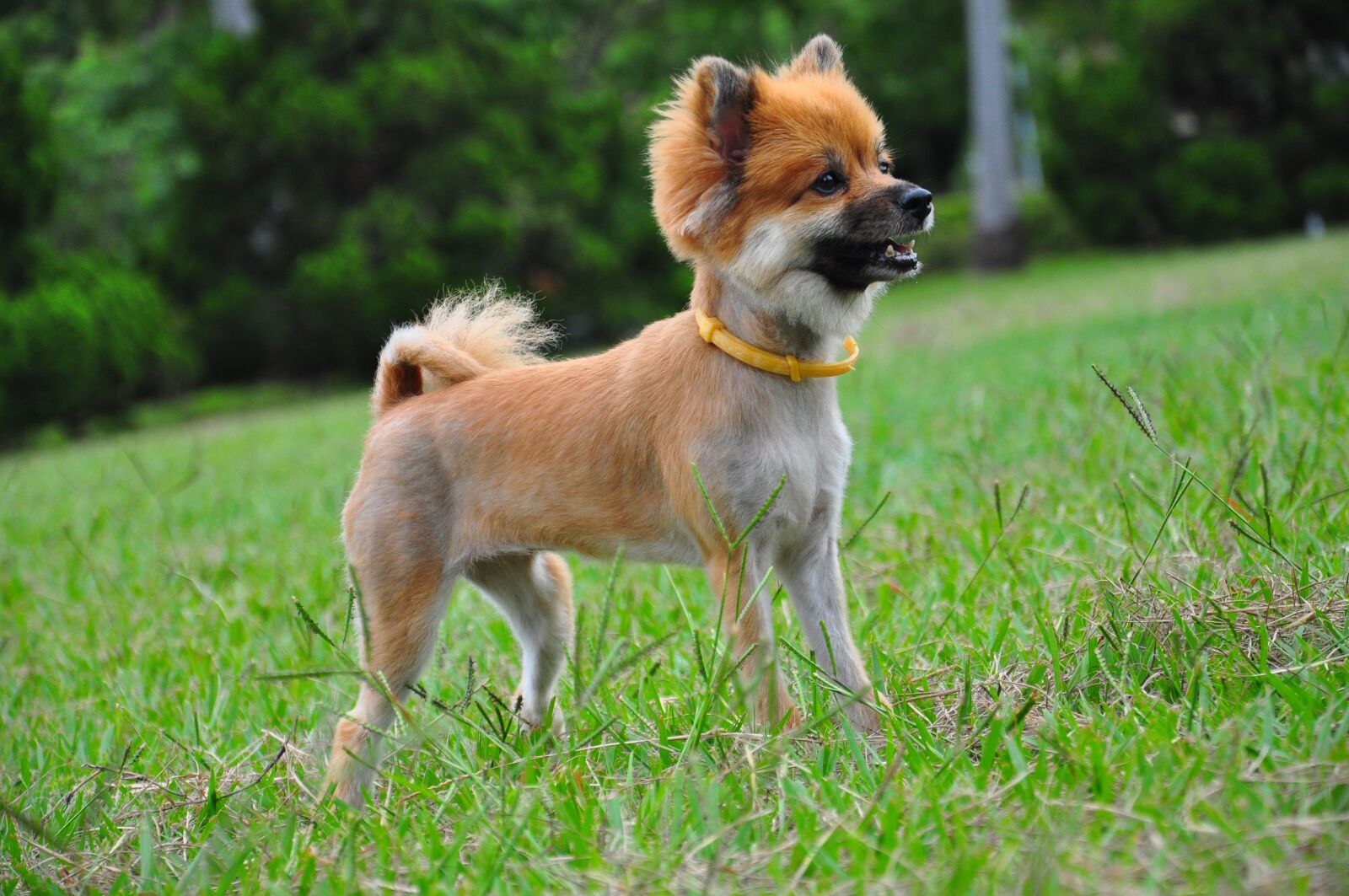 Nikon D90 sample photo. Dog, chihuahua, standing photography