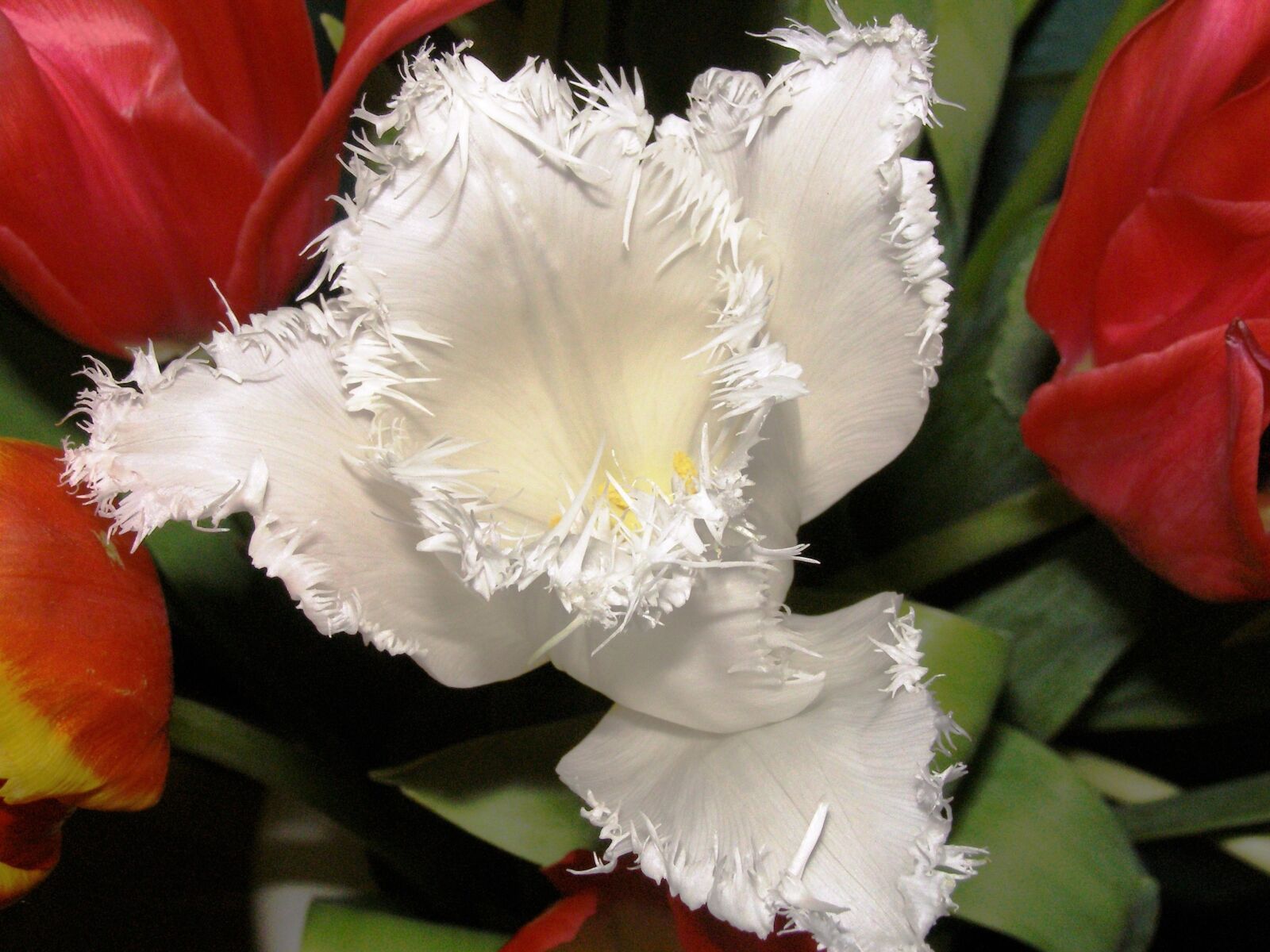 Olympus SP500UZ sample photo. Tulip, close up, white photography