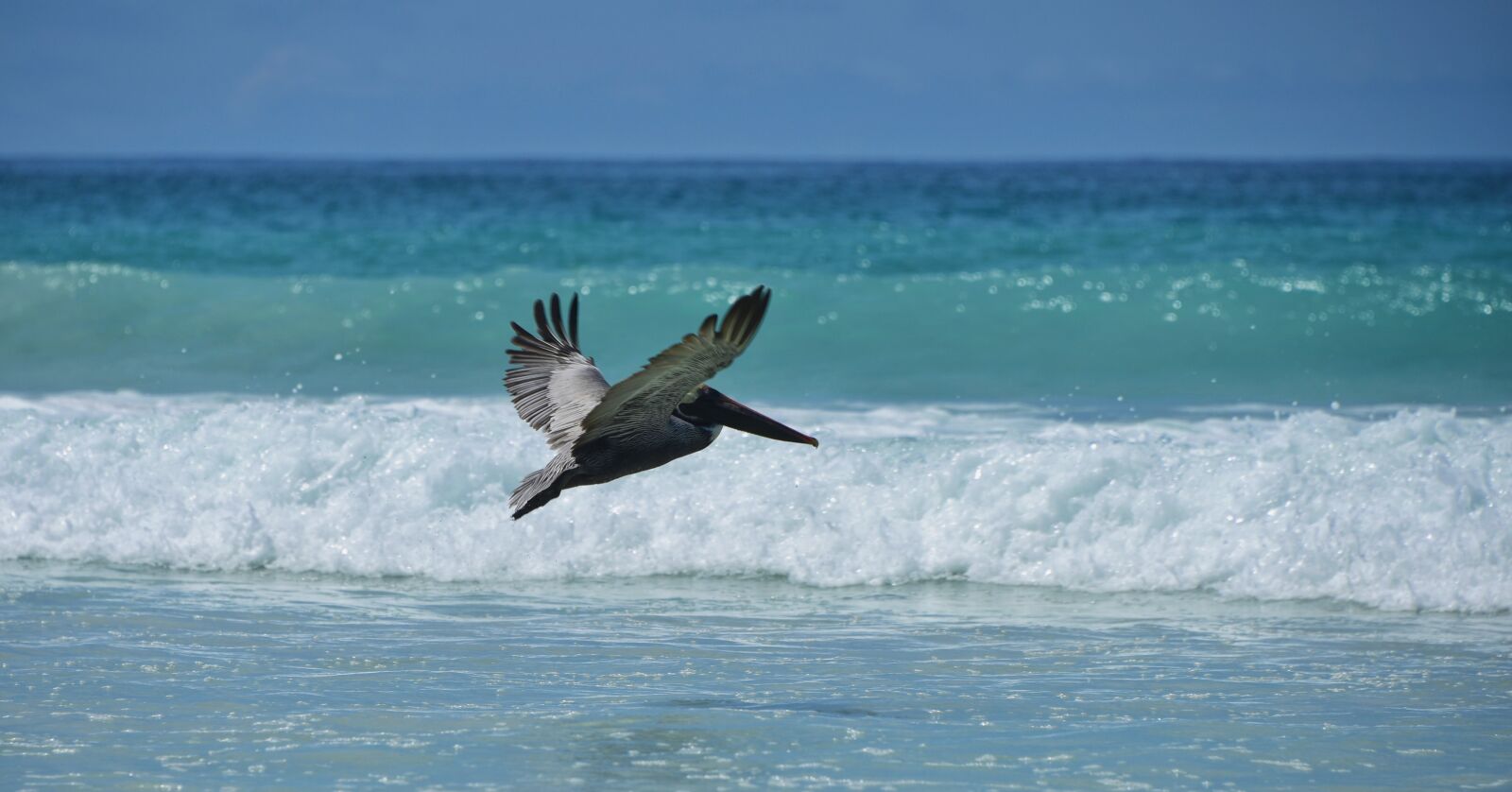 Nikon D810 sample photo. Birds, flying, nature, pelican photography