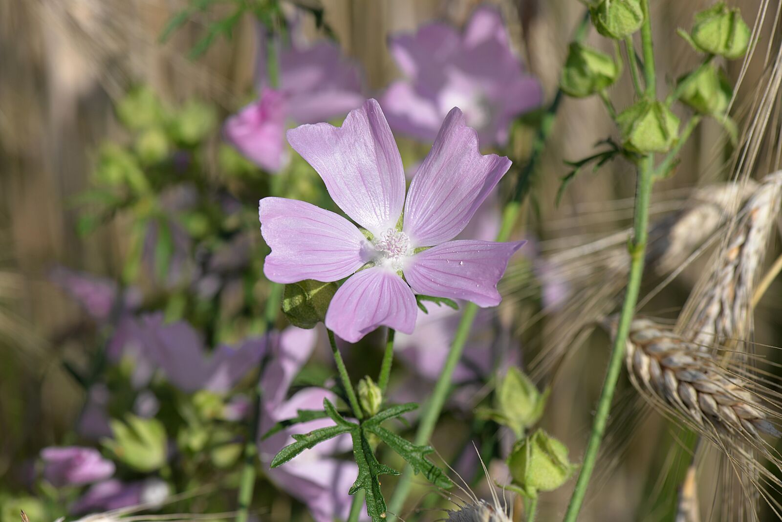 Nikon D610 sample photo. Rose mallow, pink, summer photography