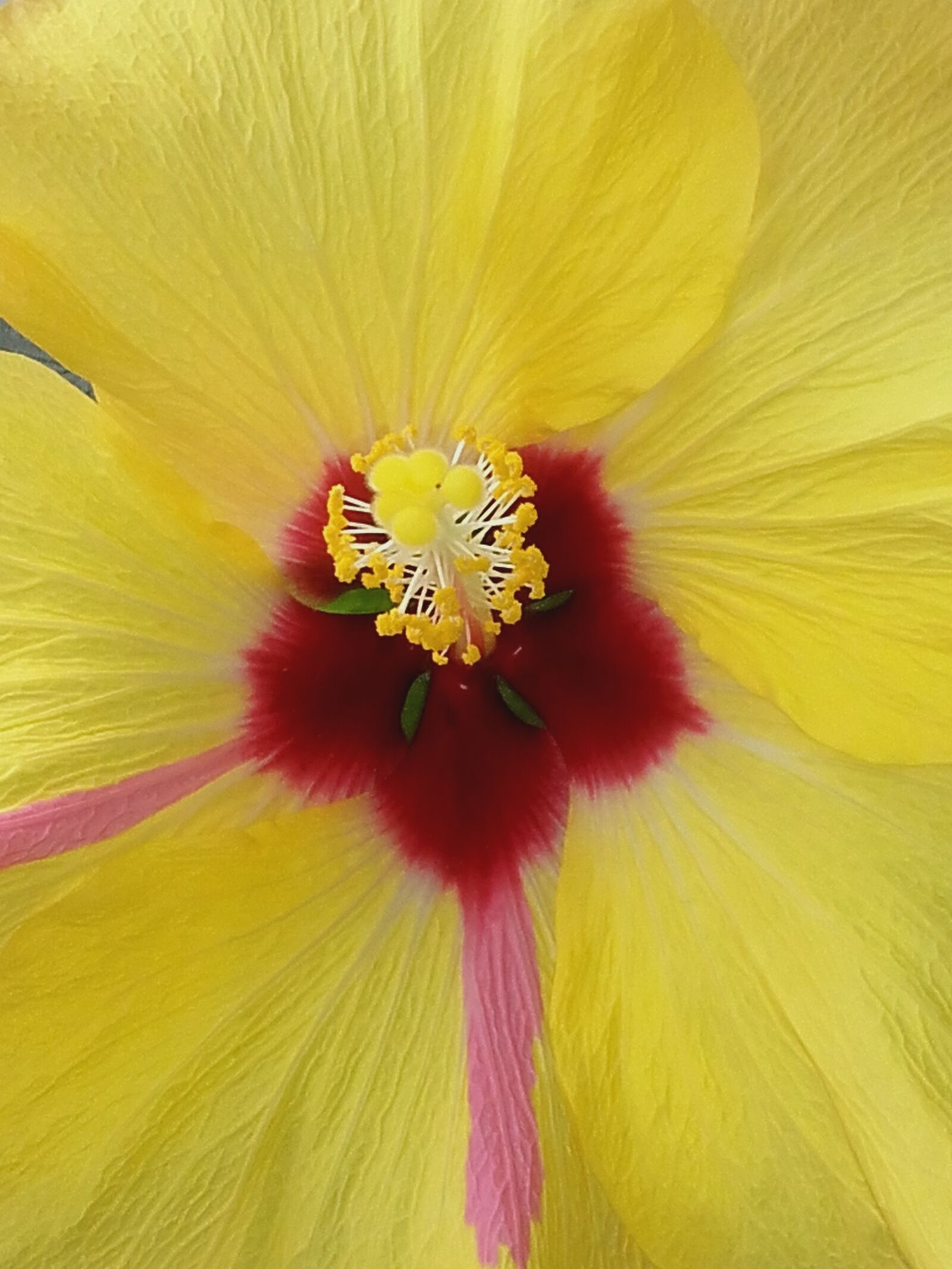 Samsung Galaxy Grand Prime sample photo. Flower, yellow, geometric photography
