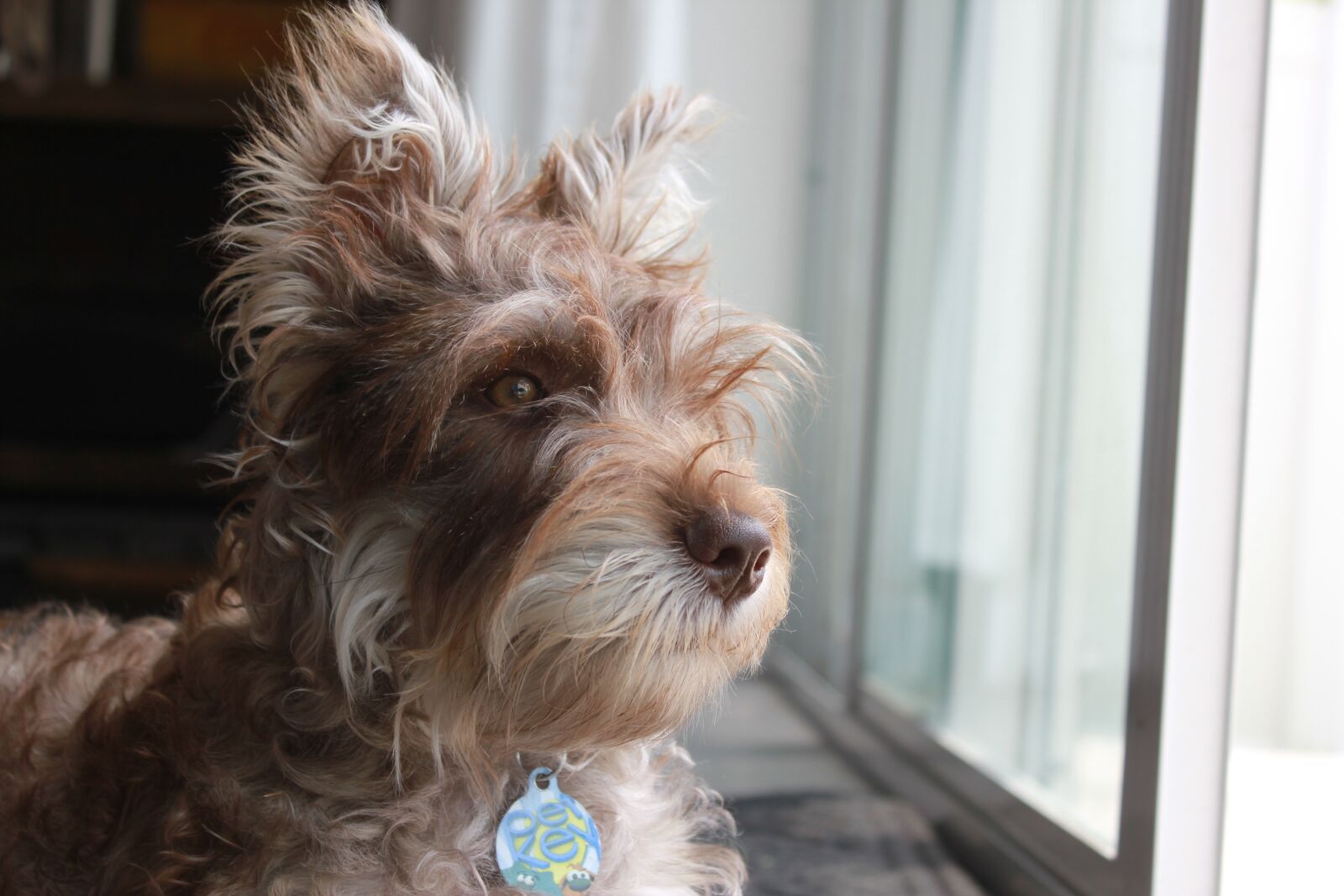 Canon EOS 550D (EOS Rebel T2i / EOS Kiss X4) sample photo. Pet, puppy, furry friend photography