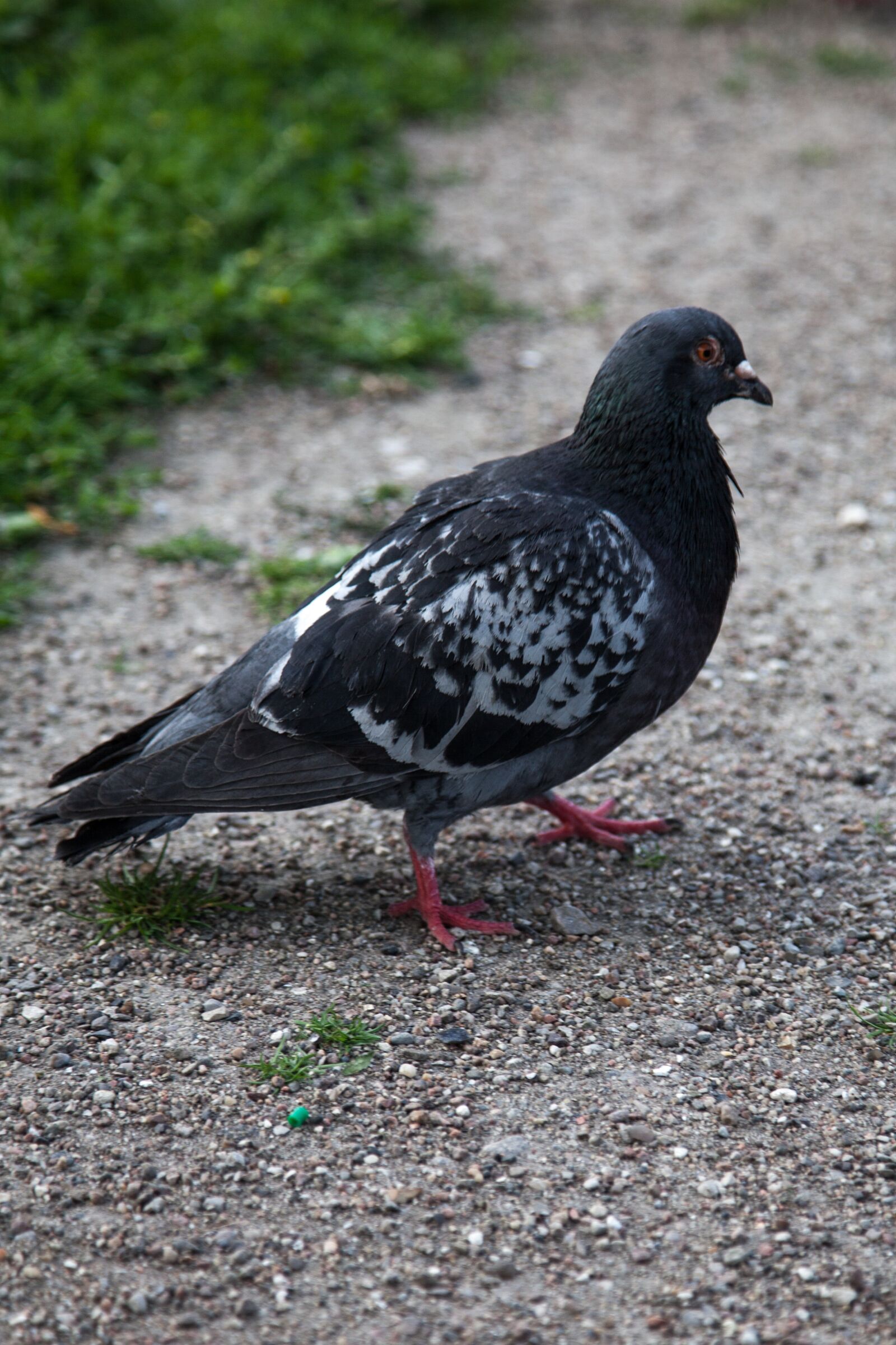Canon EOS 5D Mark II sample photo. Pigeon, city, grass photography
