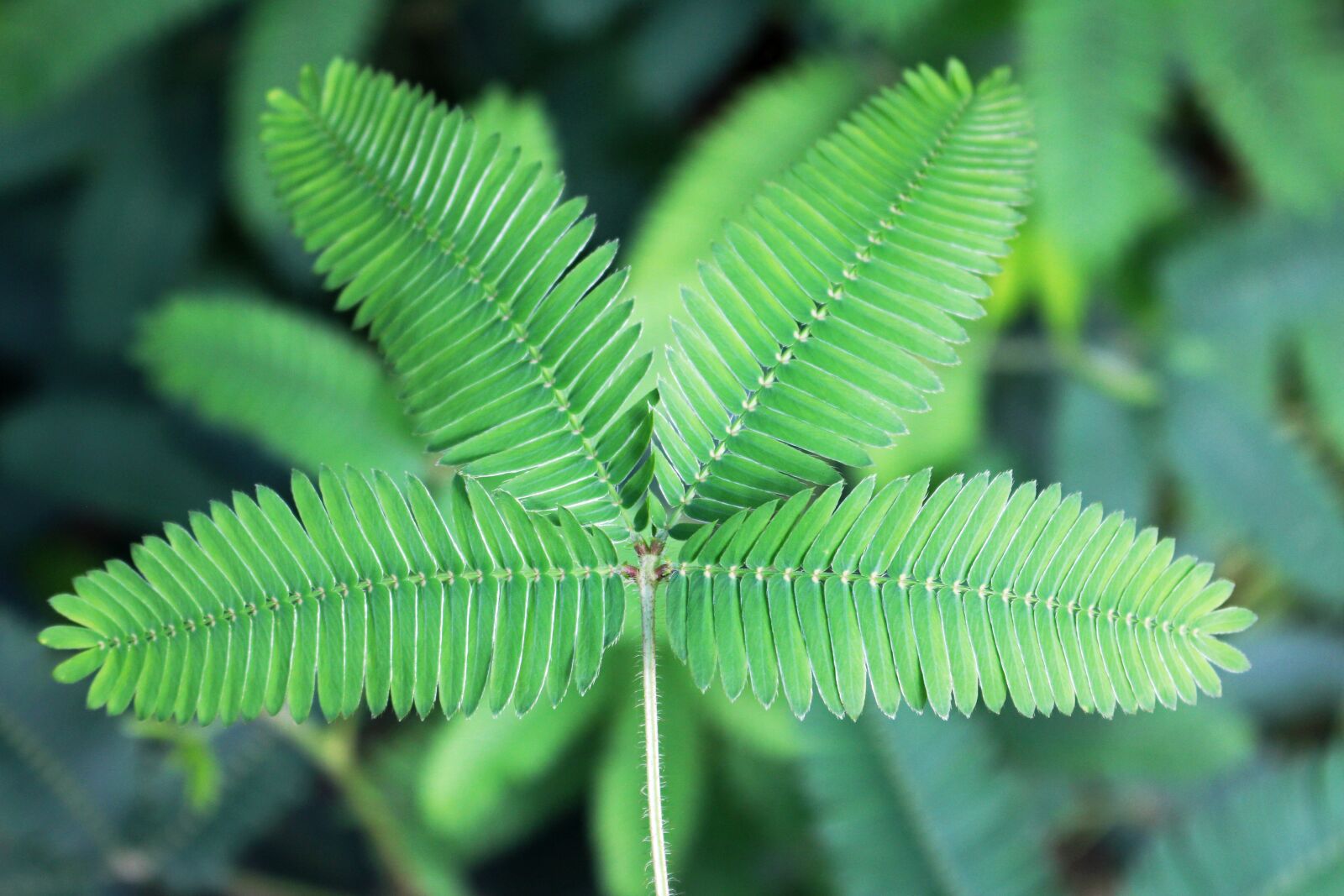 Canon EOS 700D (EOS Rebel T5i / EOS Kiss X7i) sample photo. Mimosa, green, shameplant photography
