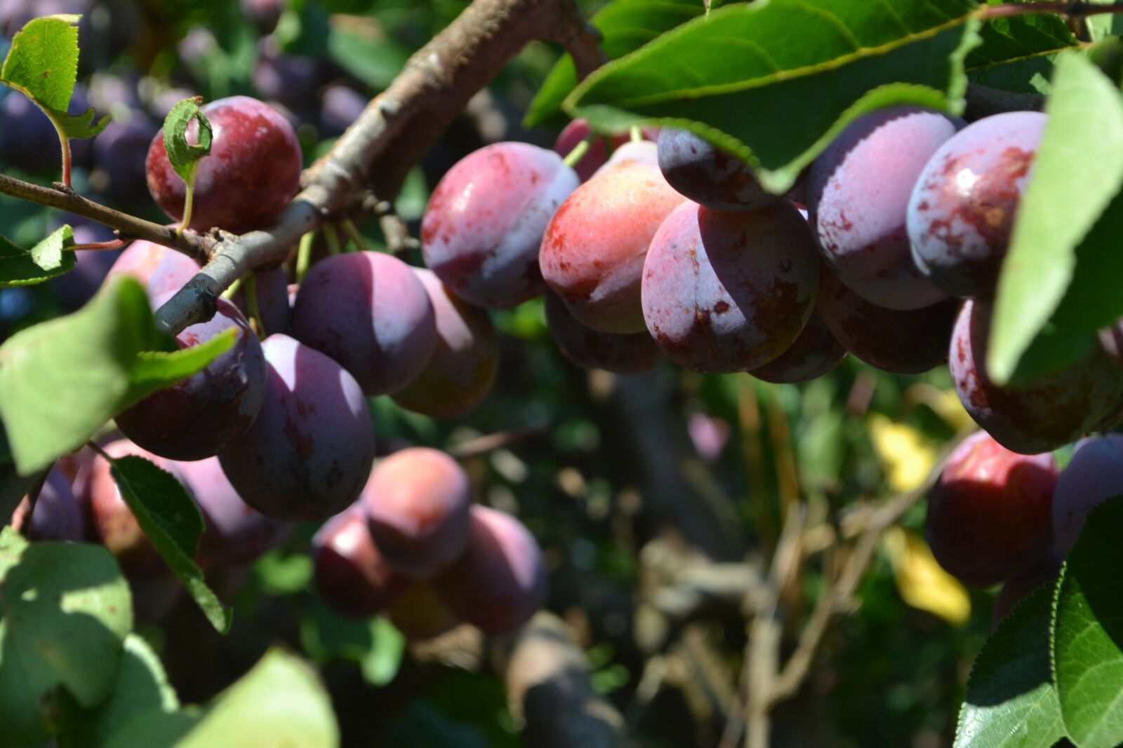 Nikon D3100 sample photo. Cultivation, plums, organic photography
