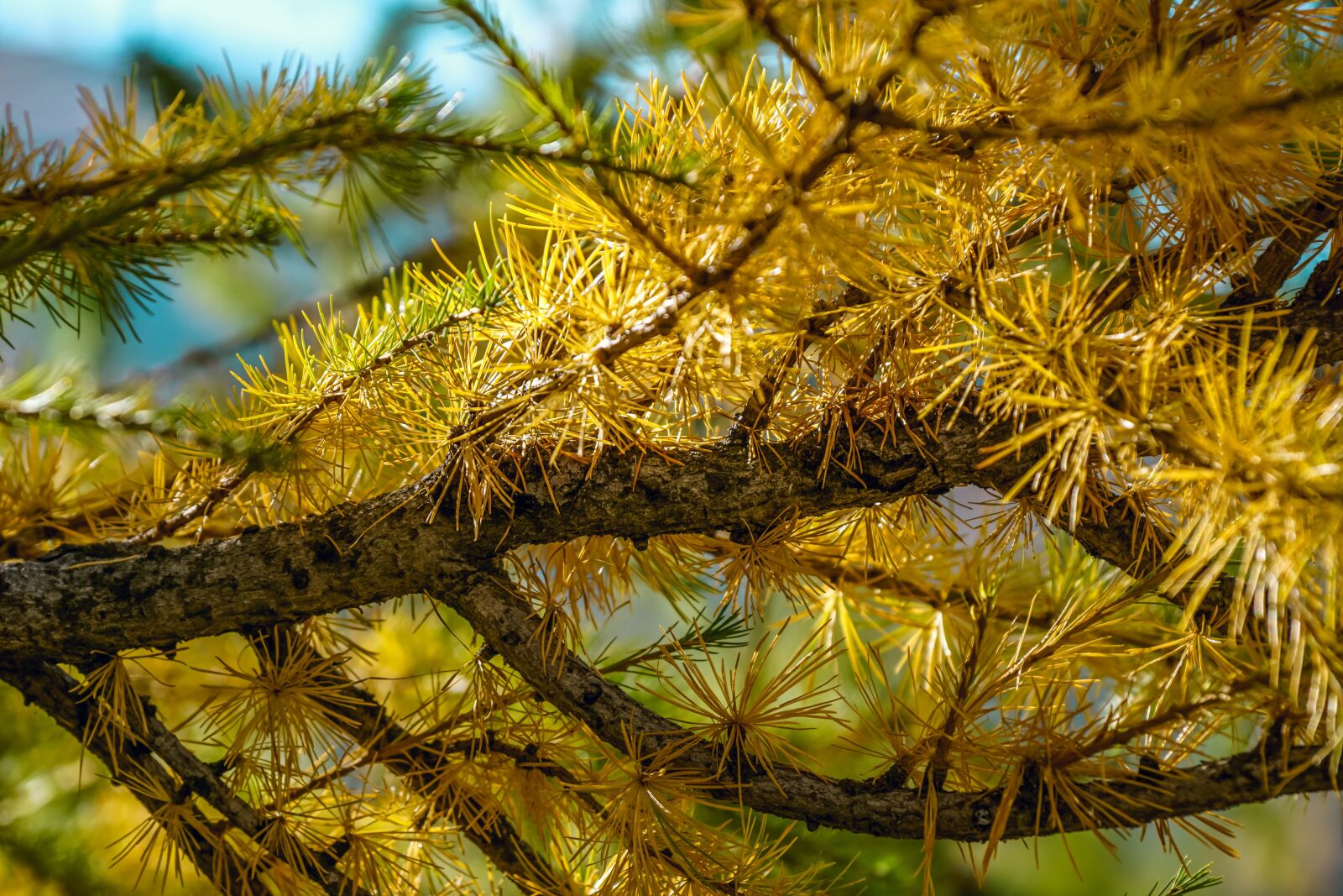 Sony DT 18-135mm F3.5-5.6 SAM sample photo. Larch, needles, branch photography