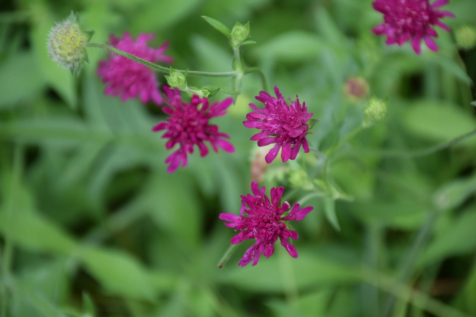 Nikon D3300 sample photo. Flower, purple, wildflower photography