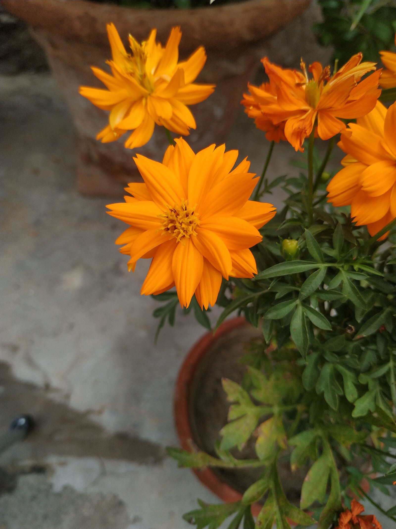 Xiaomi Redmi Note 6 Pro sample photo. Plantphotography, nature, flower photography