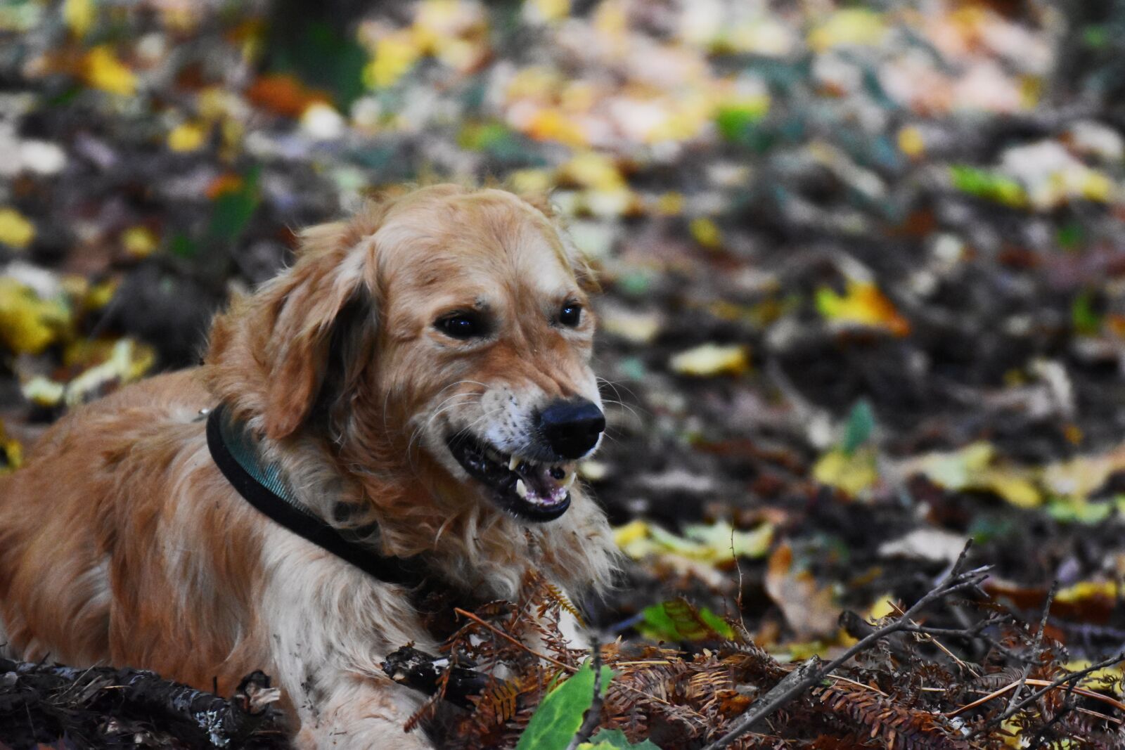 Nikon D5600 sample photo. Dog, aggressive, tooth photography
