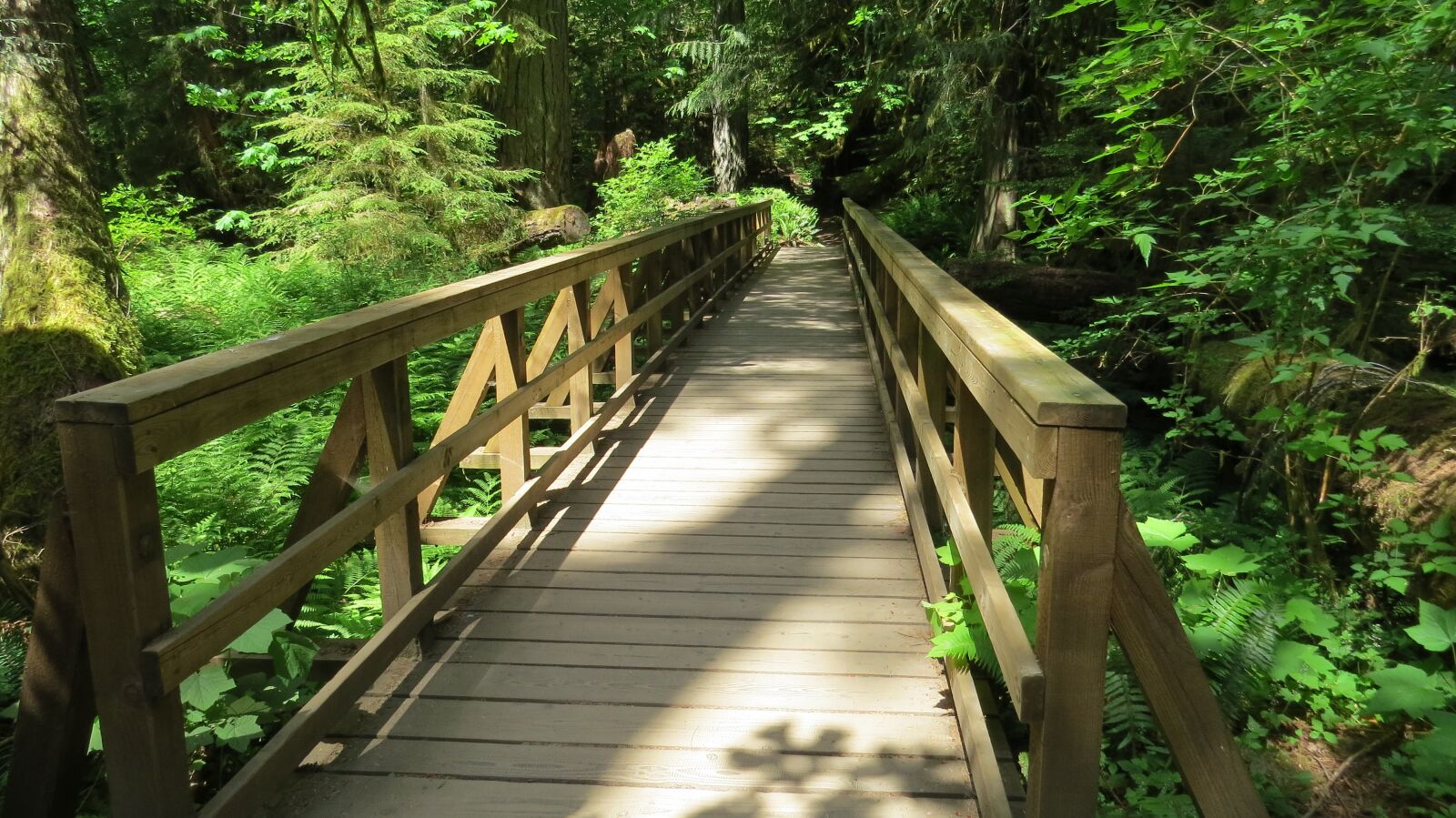 Canon PowerShot SX50 HS sample photo. Bridge, nature, wooden photography