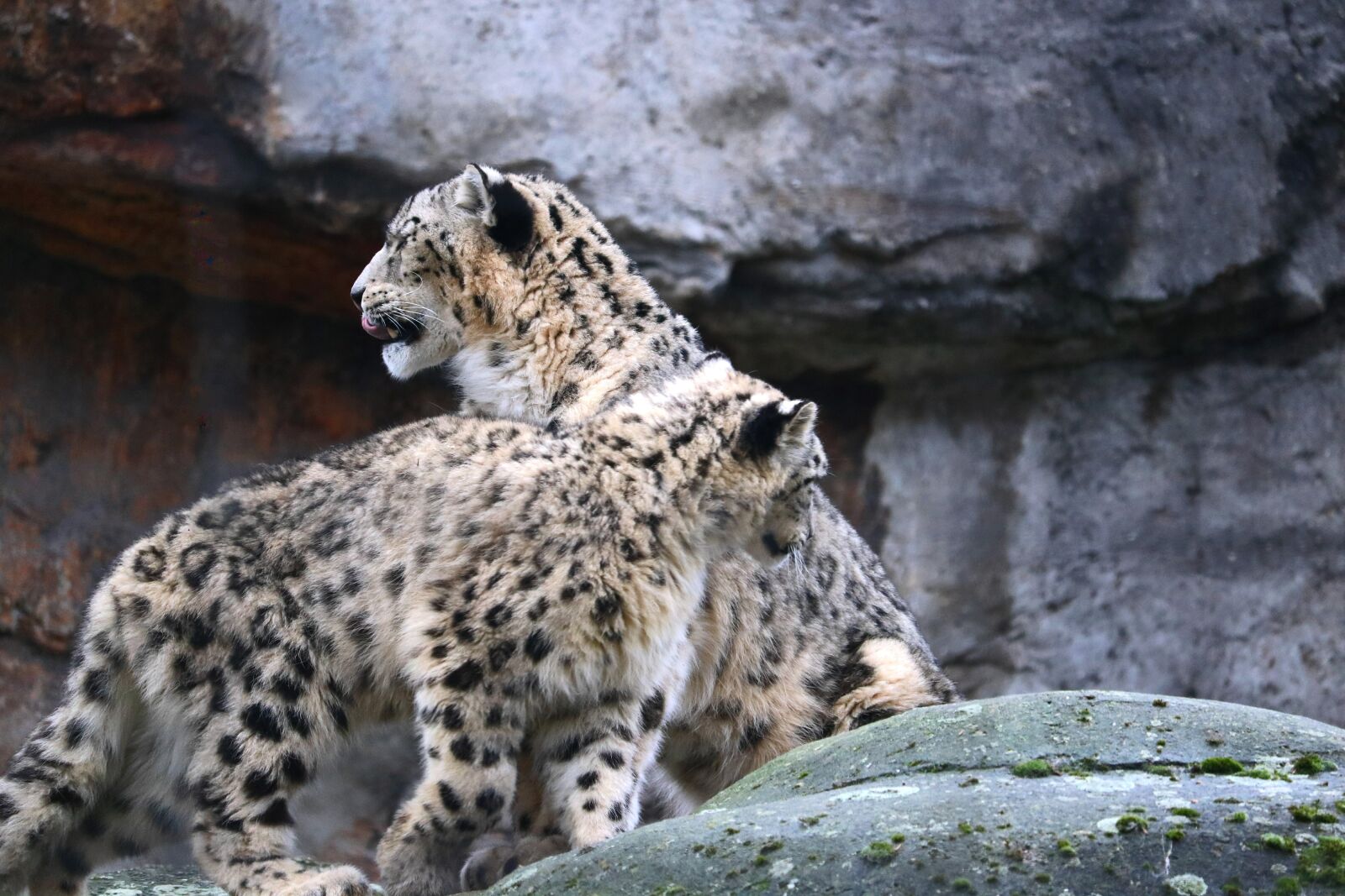 Canon EOS 750D (EOS Rebel T6i / EOS Kiss X8i) sample photo. Snow leopard, zoo, cat photography