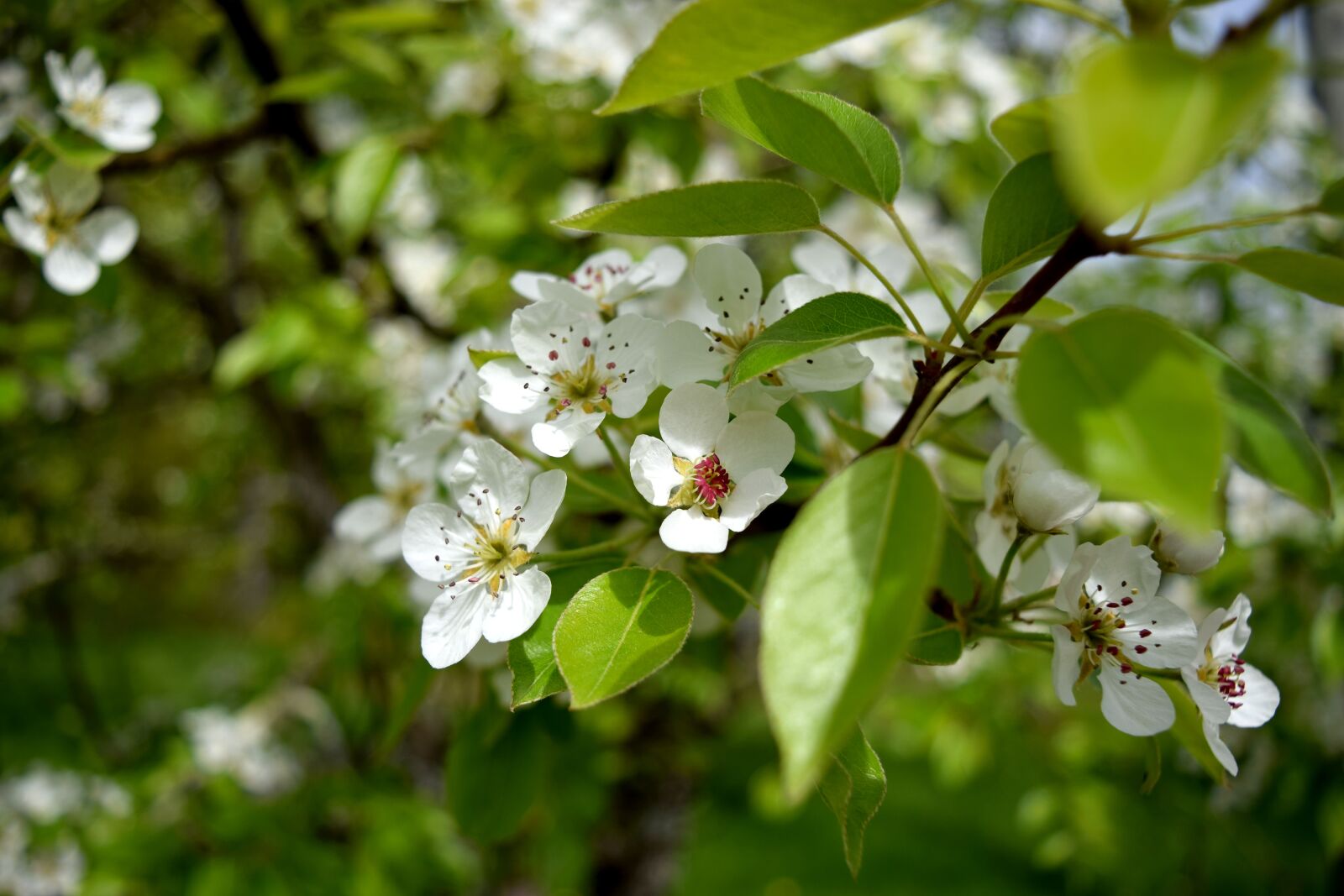 Nikon D5300 sample photo. Blossom, flower, fruit photography