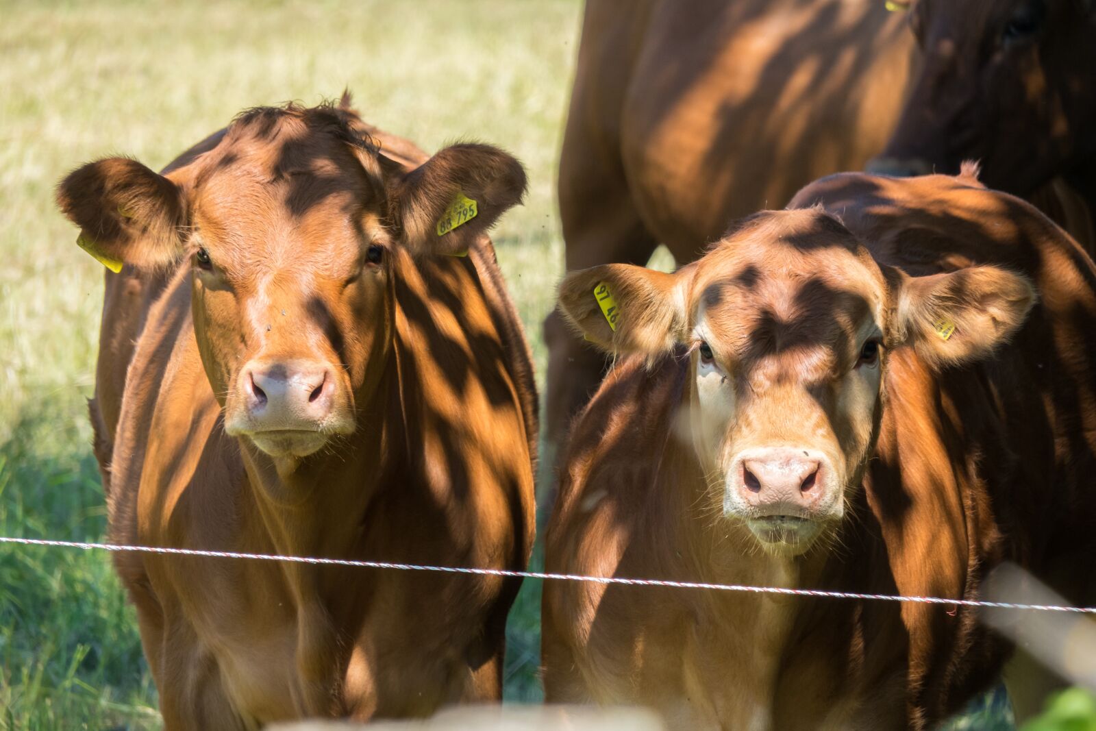 Canon PowerShot G3 X sample photo. Calves, cows, watch photography