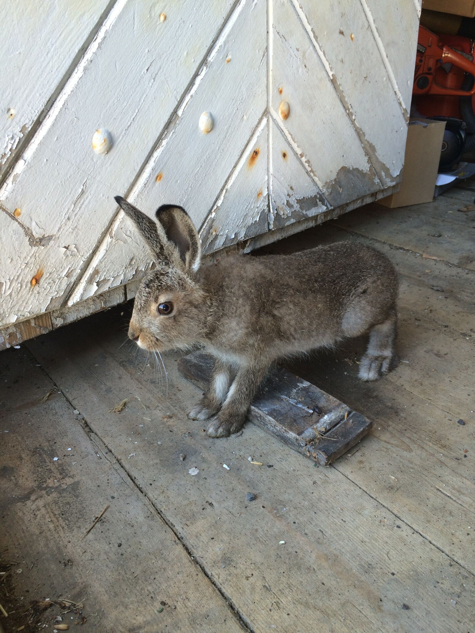 iPhone 5s back camera 4.15mm f/2.2 sample photo. Hare, rabbit, wild animal photography
