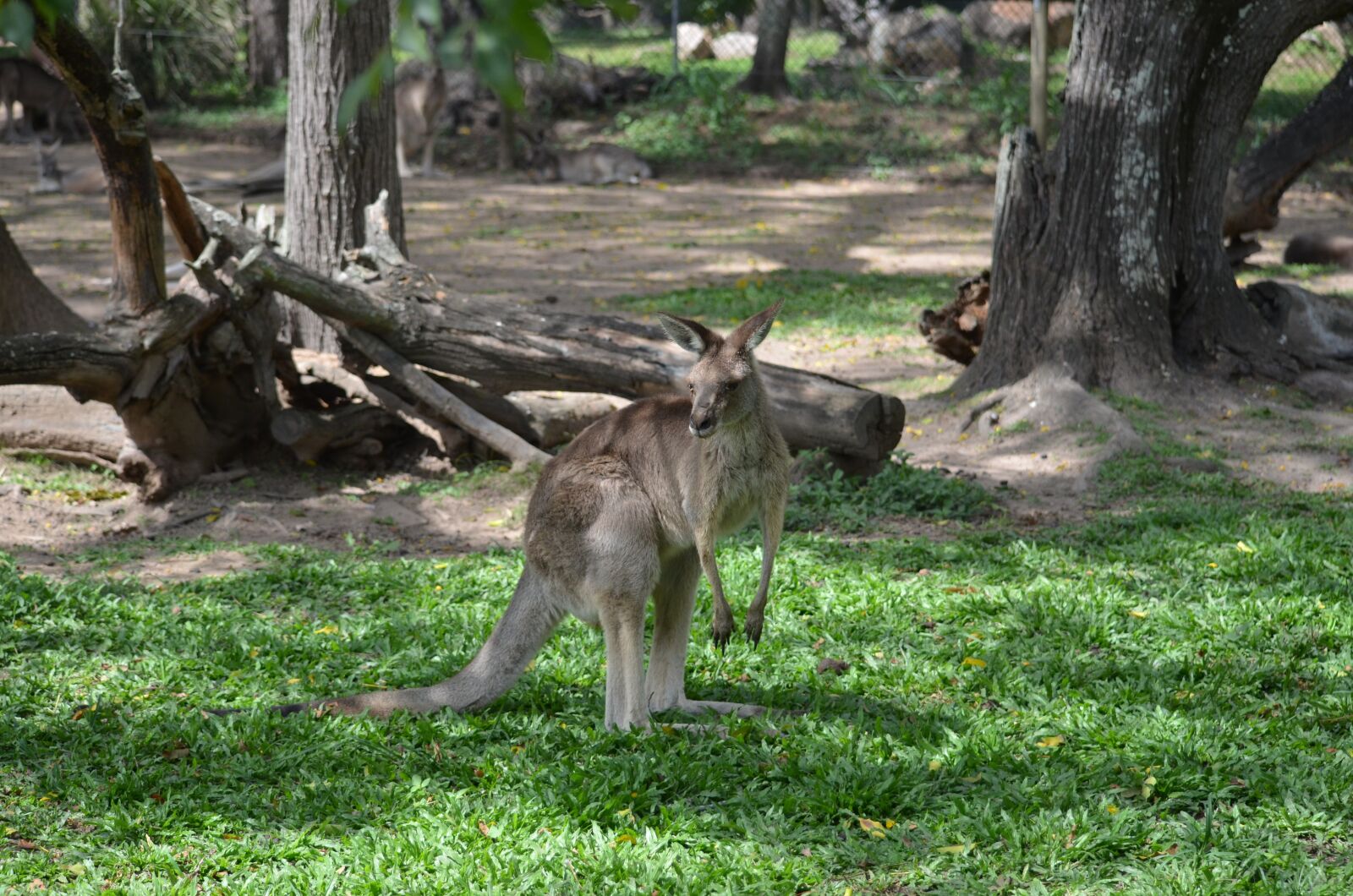 Nikon D5100 sample photo. Kangaroo, australia, brisbane photography
