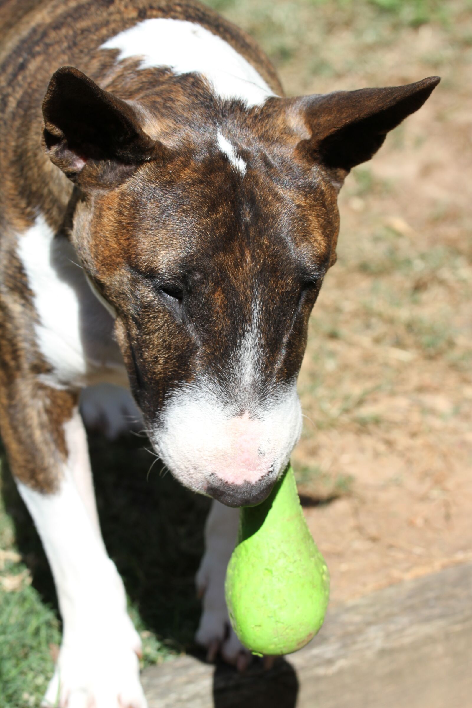 Canon EF 70-200mm F4L IS USM sample photo. Bull terrier, miniature, bully photography