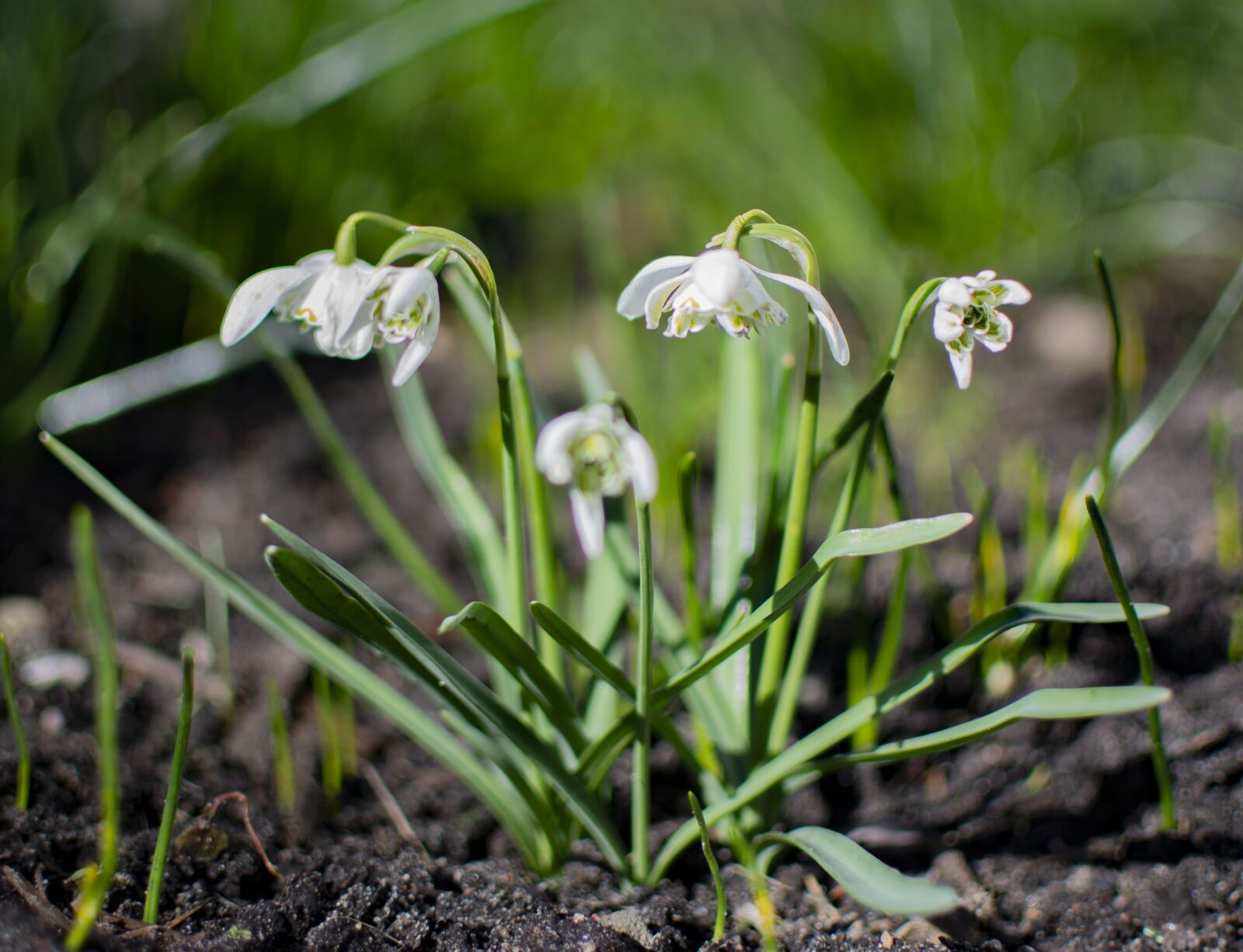 Nikon D5200 sample photo. Flowers, snowdrops, spring photography