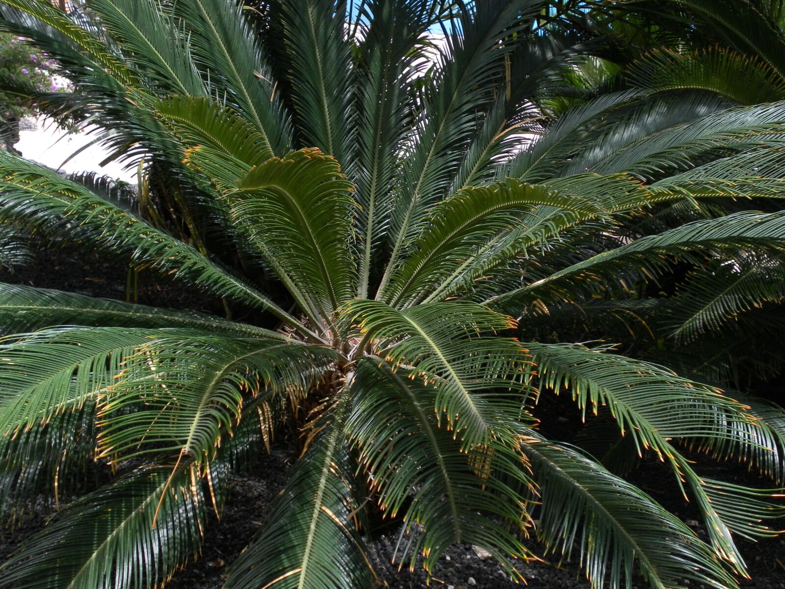 Samsung ST60 / VLUU ST60 /  TL105 /  ST61 sample photo. Palm, green, plant photography