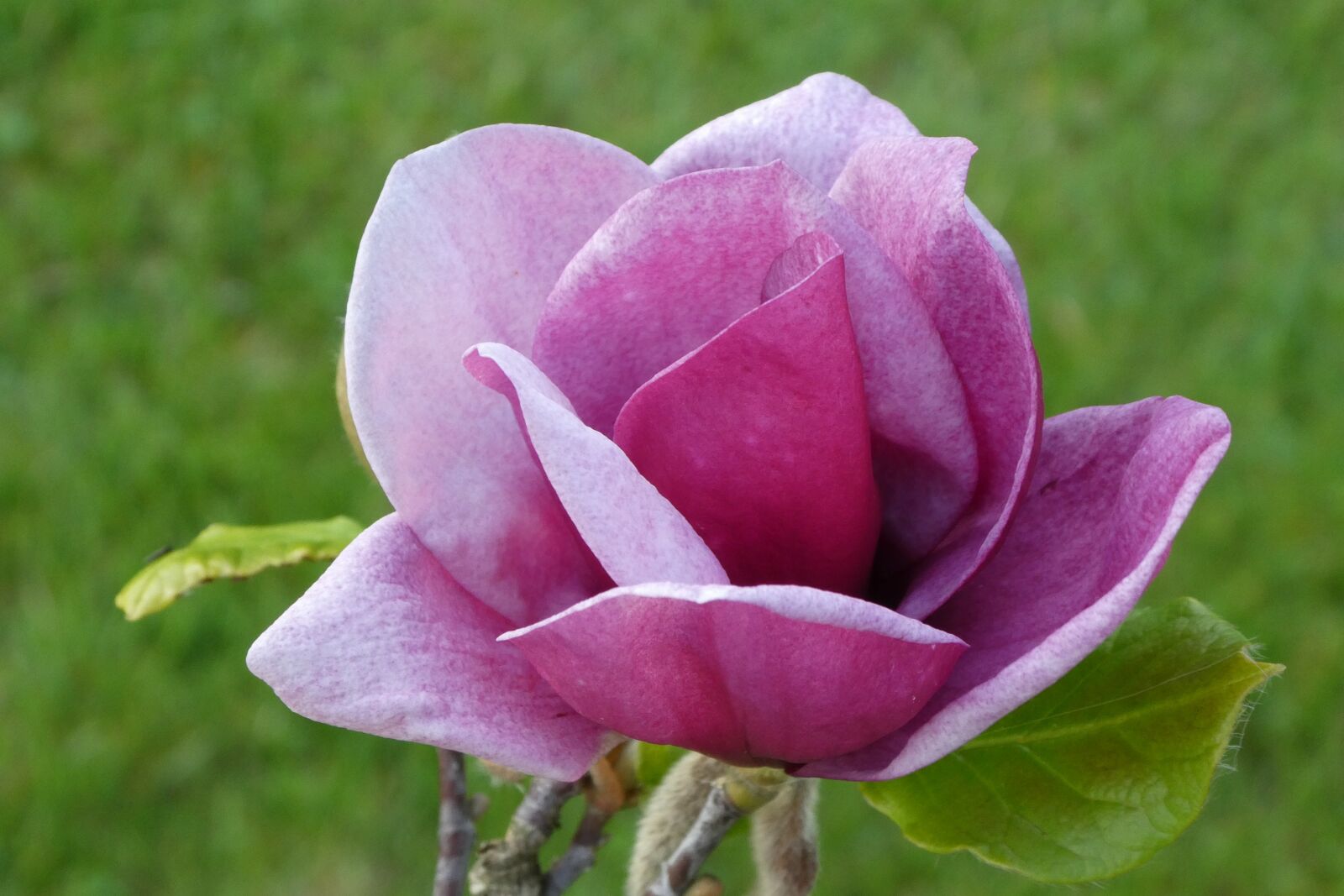 Panasonic Lumix DC-ZS70 (Lumix DC-TZ90) sample photo. Magnolia, garden, nature photography