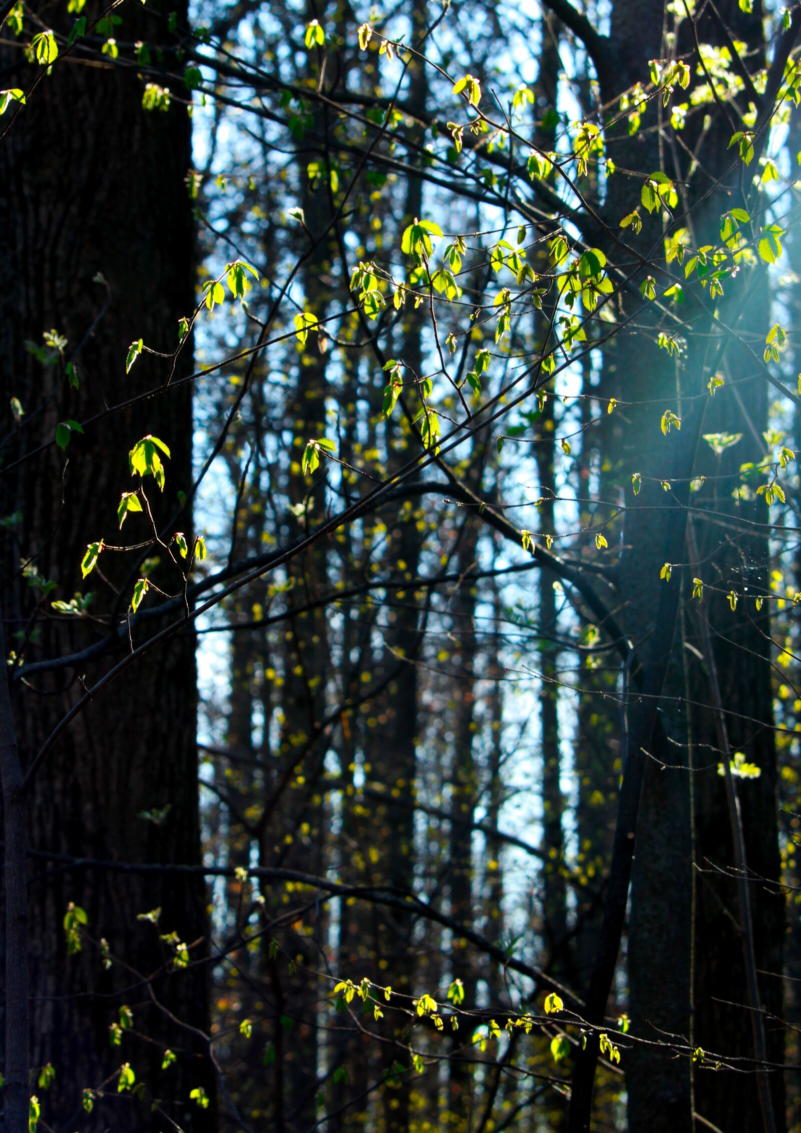 Canon EOS 1200D (EOS Rebel T5 / EOS Kiss X70 / EOS Hi) sample photo. Spring, forest, tree photography
