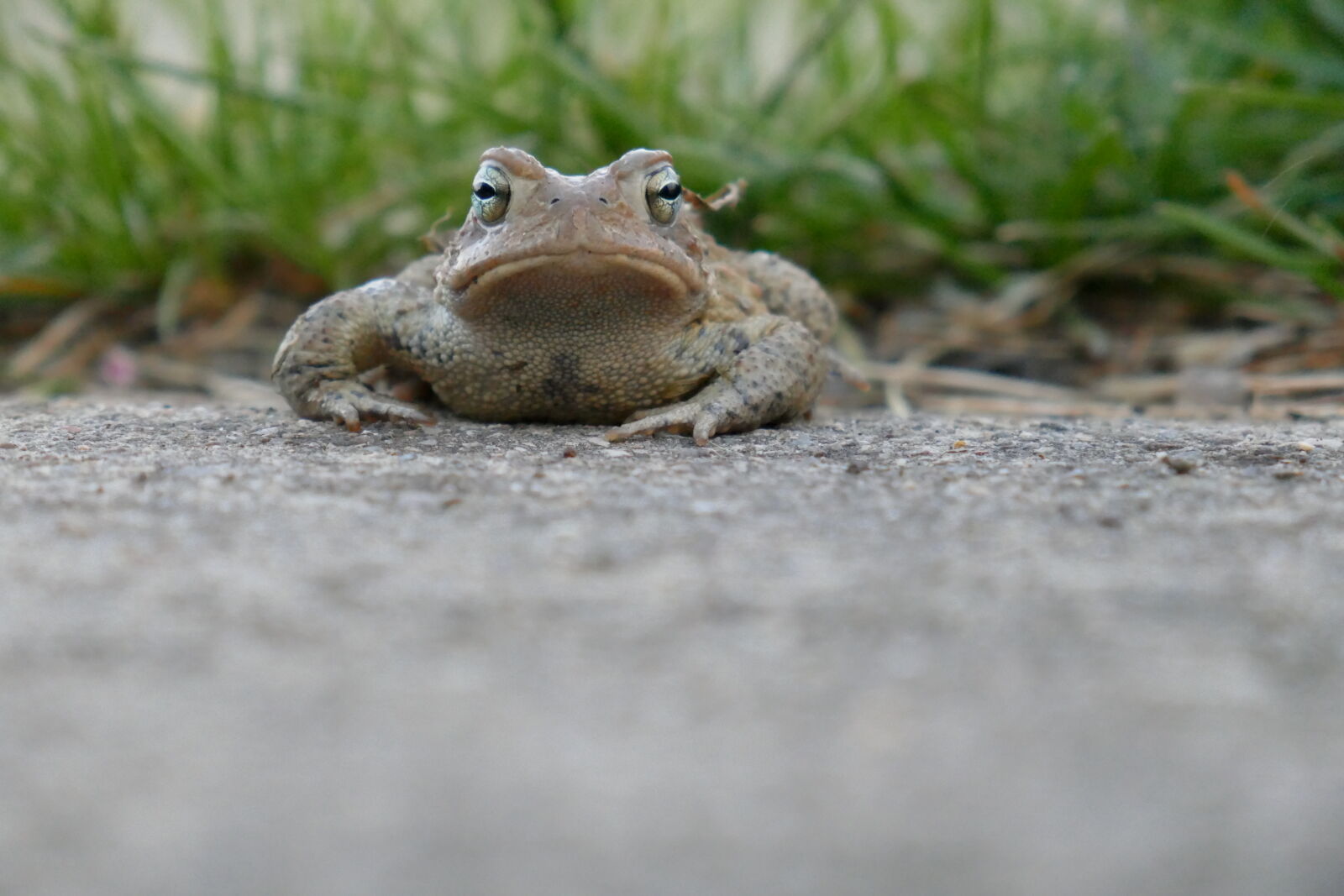 Panasonic Lumix DMC-ZS100 (Lumix DMC-TZ100) sample photo. Frog, toad photography