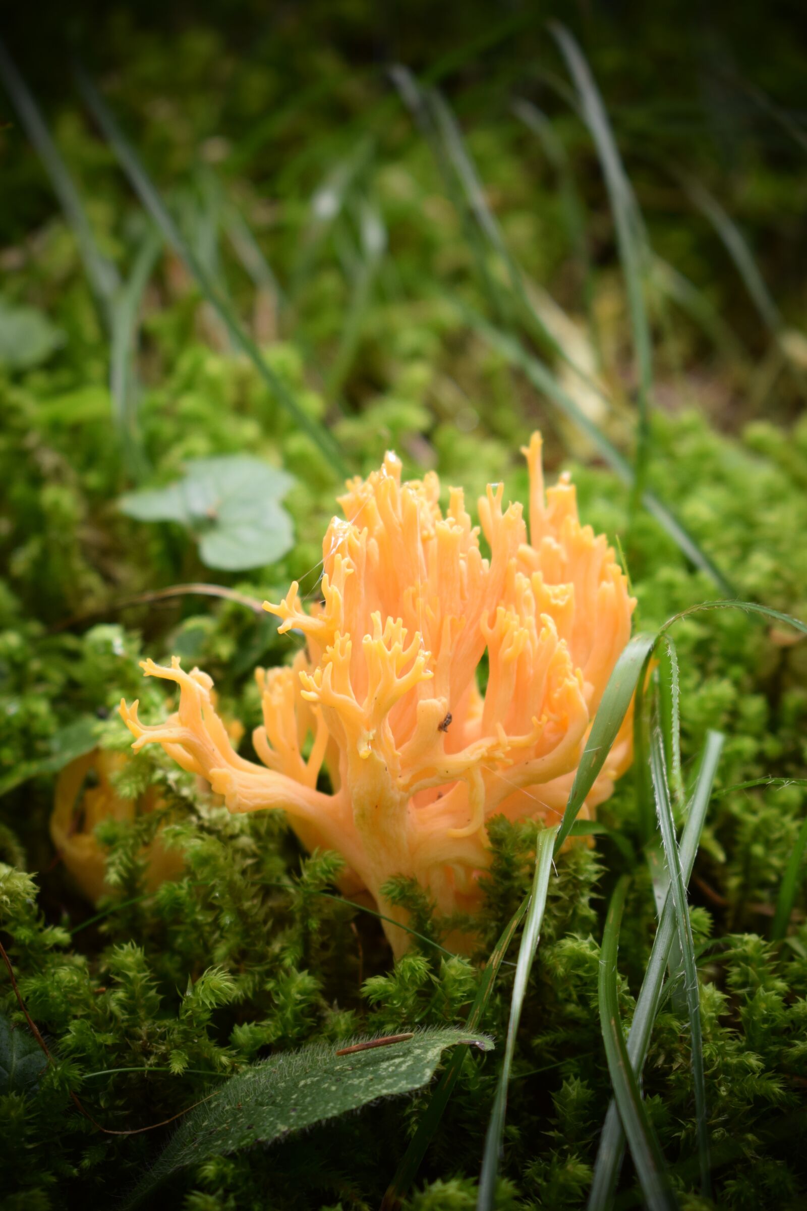 Nikon D3300 sample photo. Nature, mushroom, forest photography